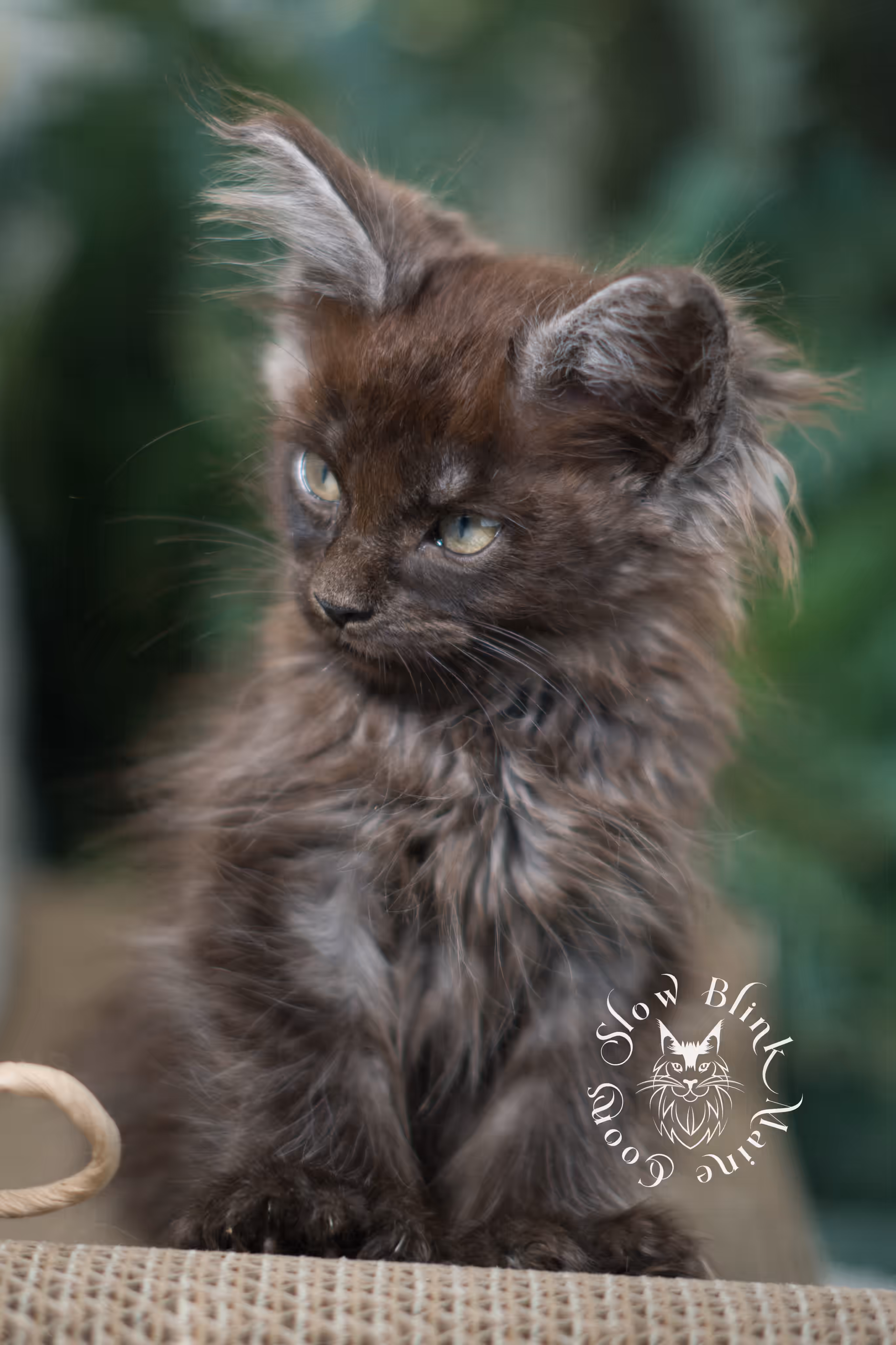 black smoke maine coon | ems code mcp ns | female | mar 2025 | aged 8 weeks Black Smoke Maine Coon Kittens > black smoke maine coon | ems code mcp ns | female | mar 2025 | aged 8 weeks | idx 7