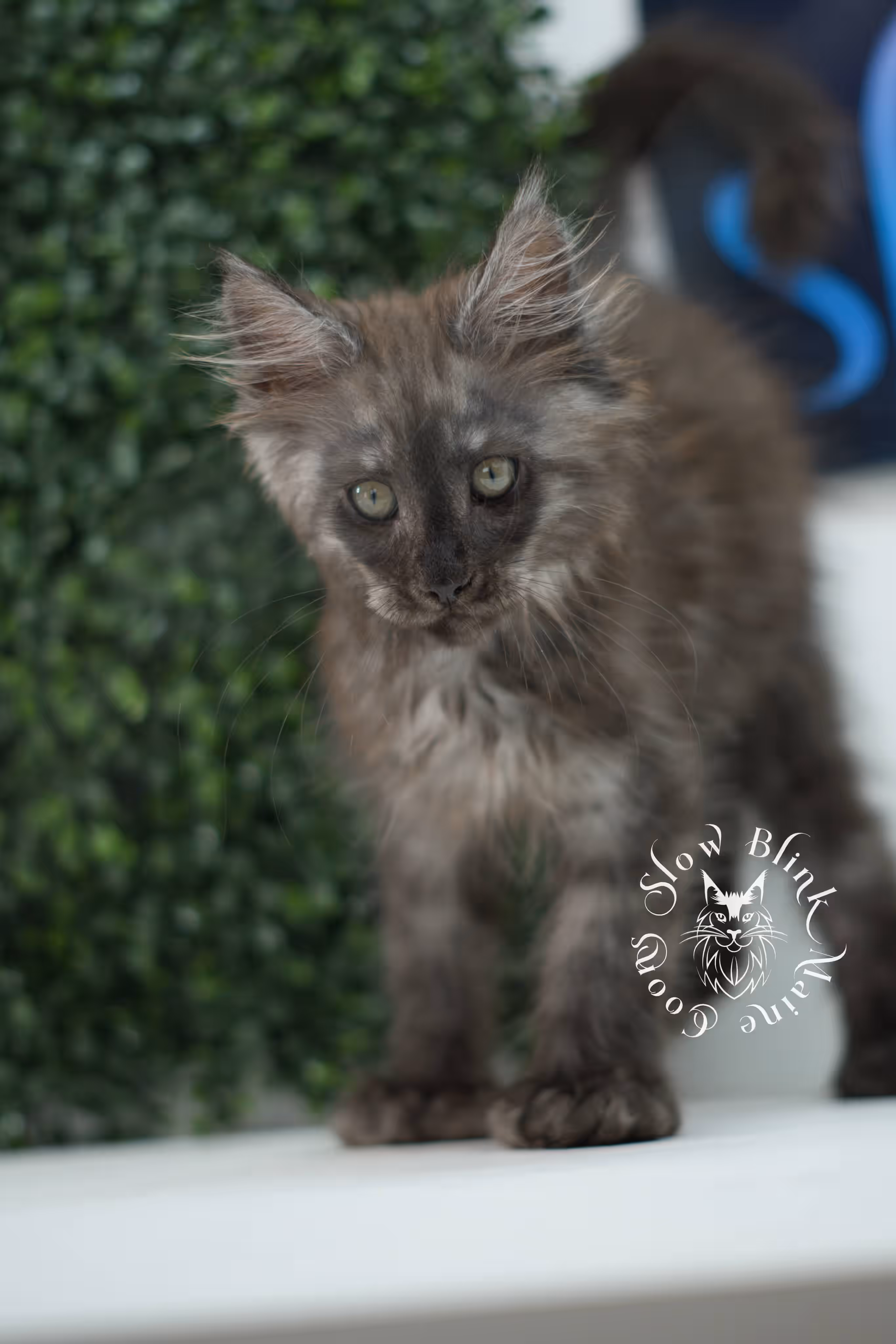 black smoke maine coon kitten | ems code mcp ns | taken jul 23 2025 | poly | age 7 weeks | male | named fenrir Black Smoke Maine Coon Kittens > black smoke maine coon kitten | ems code mcp ns | taken jul 23 2025 | poly | age 7 weeks | male | named fenrir | idx 01
