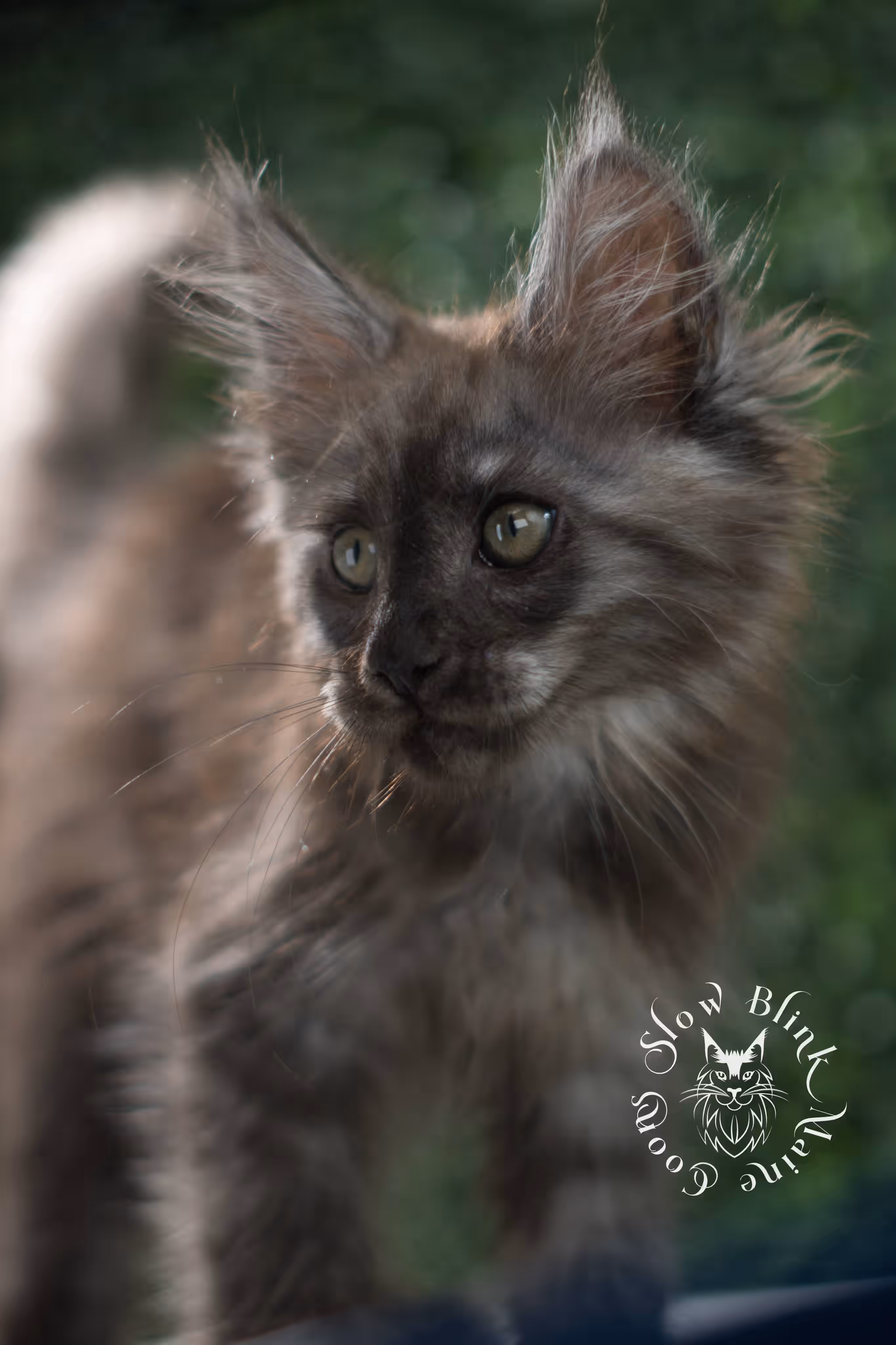black smoke maine coon kitten | ems code mcp ns | taken jul 23 2025 | poly | age 7 weeks | male | named fenrir Black Smoke Maine Coon Kittens > black smoke maine coon kitten | ems code mcp ns | taken jul 23 2025 | poly | age 7 weeks | male | named fenrir | idx 02