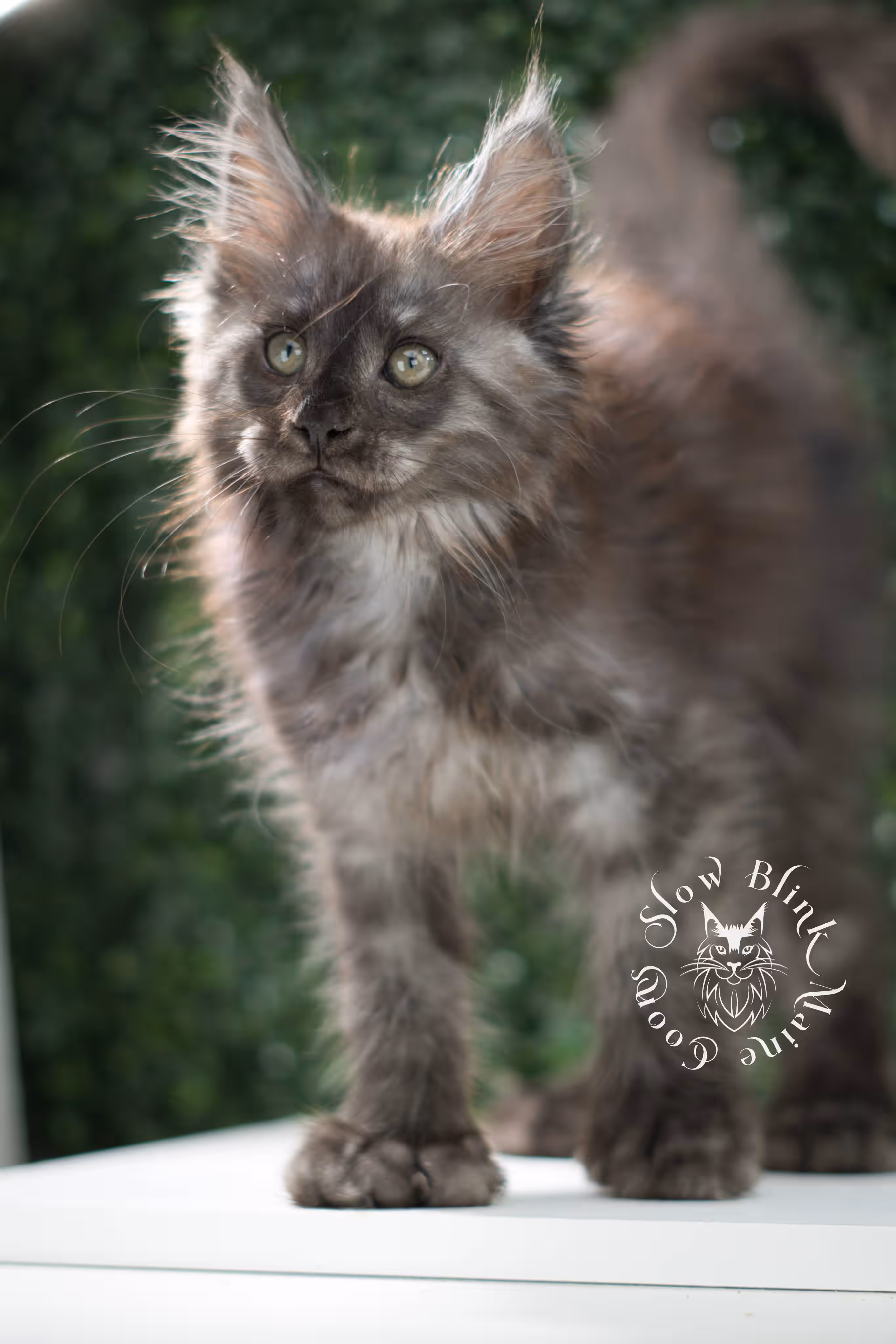 black smoke maine coon kitten | ems code mcp ns | taken jul 23 2025 | poly | age 7 weeks | male | named fenrir Black Smoke Maine Coon Kittens > black smoke maine coon kitten | ems code mcp ns | taken jul 23 2025 | poly | age 7 weeks | male | named fenrir | idx 03