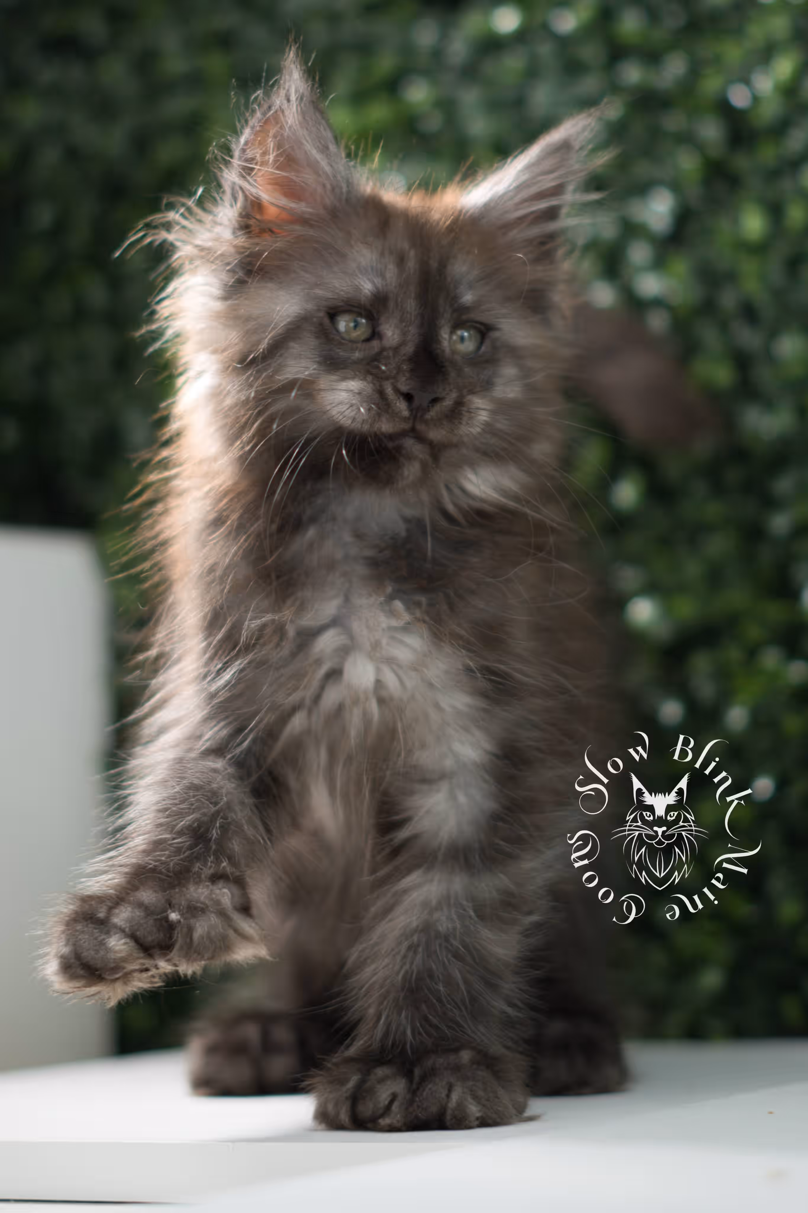 black smoke maine coon kitten | ems code mcp ns | taken jul 23 2025 | poly | age 7 weeks | male | named fenrir Black Smoke Maine Coon Kittens > black smoke maine coon kitten | ems code mcp ns | taken jul 23 2025 | poly | age 7 weeks | male | named fenrir | idx 04