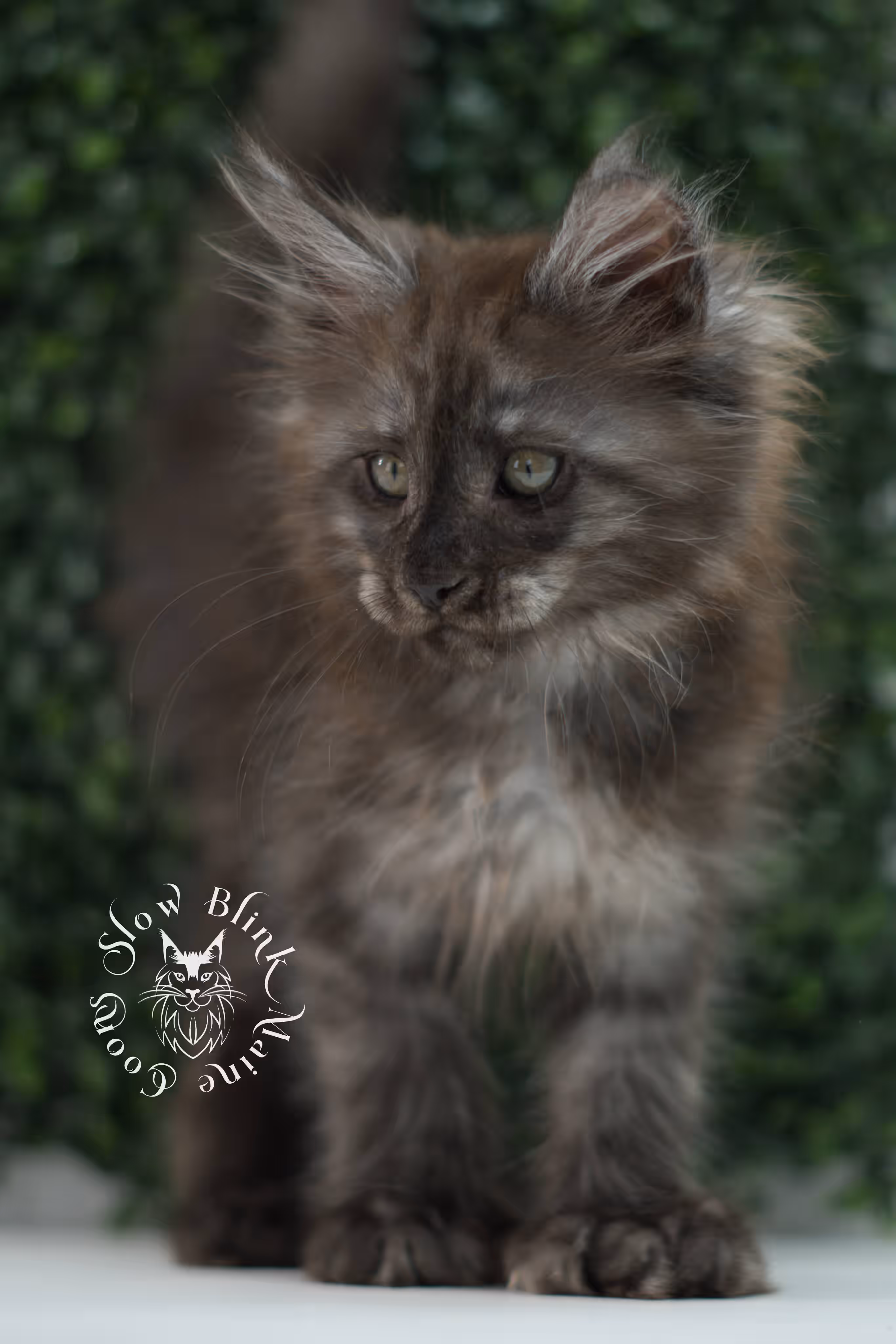 black smoke maine coon kitten | ems code mcp ns | taken jul 23 2025 | poly | age 7 weeks | male | named fenrir Black Smoke Maine Coon Kittens > black smoke maine coon kitten | ems code mcp ns | taken jul 23 2025 | poly | age 7 weeks | male | named fenrir | idx 05