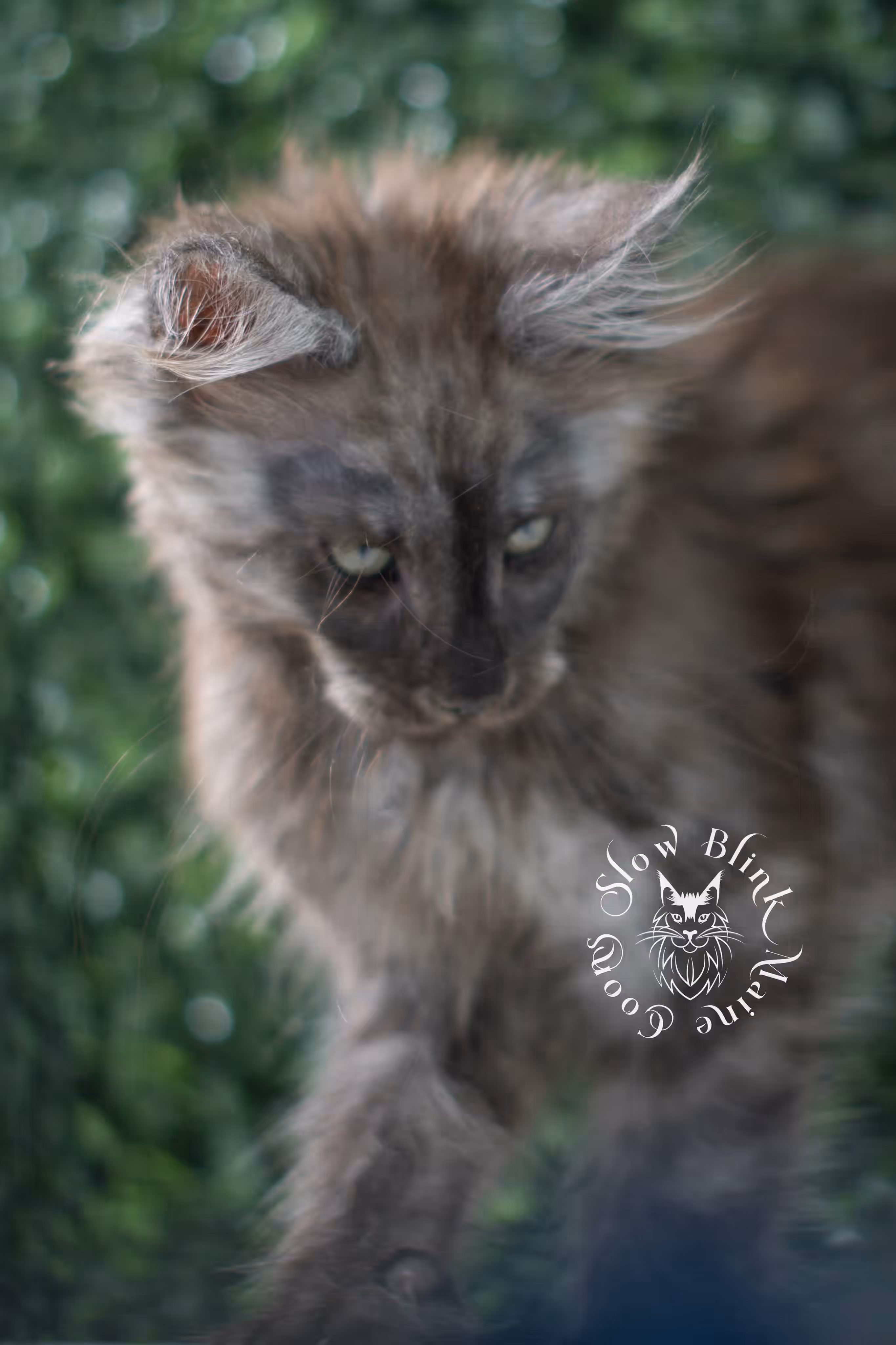 black smoke maine coon kitten | ems code mcp ns | taken jul 23 2025 | poly | age 7 weeks | male | named fenrir Black Smoke Maine Coon Kittens > black smoke maine coon kitten | ems code mcp ns | taken jul 23 2025 | poly | age 7 weeks | male | named fenrir | idx 07