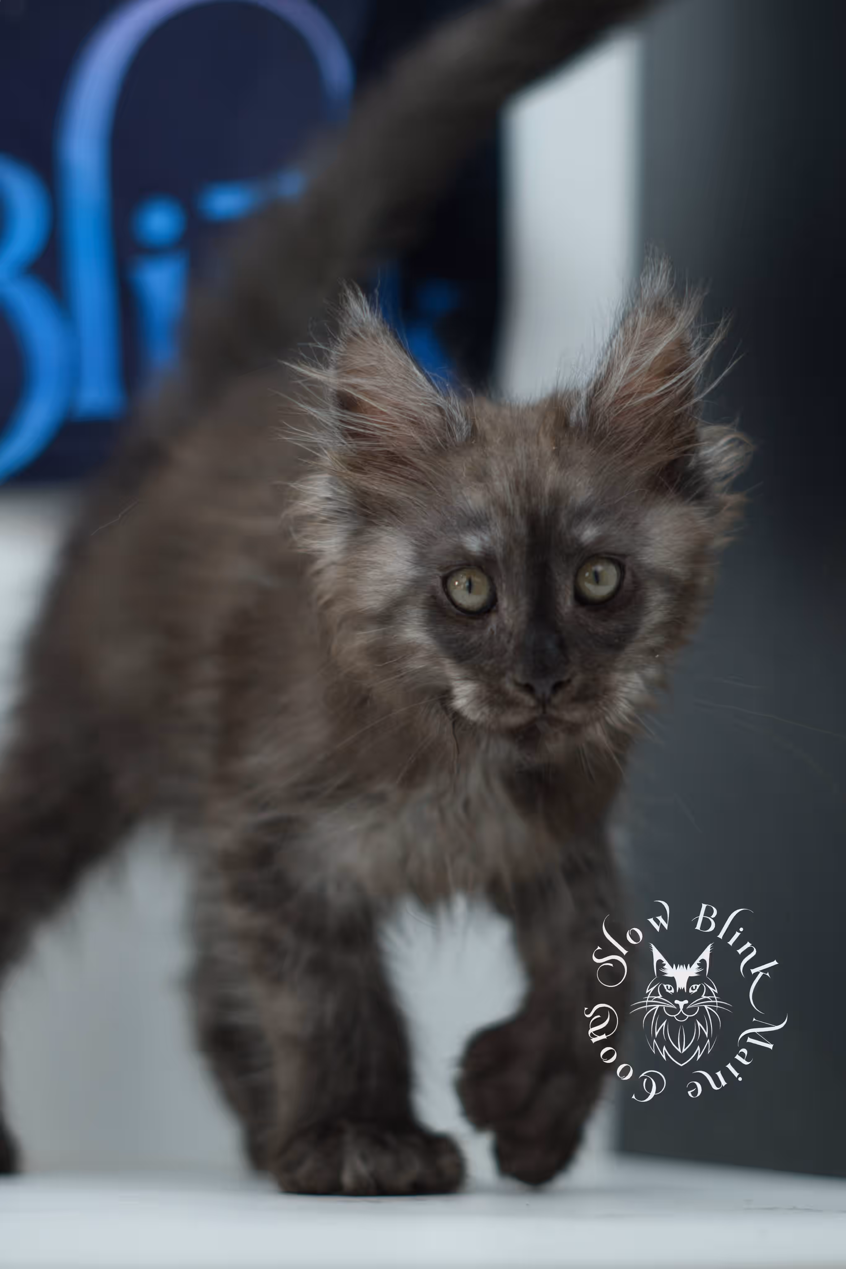 black smoke maine coon kitten | ems code mcp ns | taken jul 23 2025 | poly | age 7 weeks | male | named fenrir Black Smoke Maine Coon Kittens > black smoke maine coon kitten | ems code mcp ns | taken jul 23 2025 | poly | age 7 weeks | male | named fenrir | idx 09