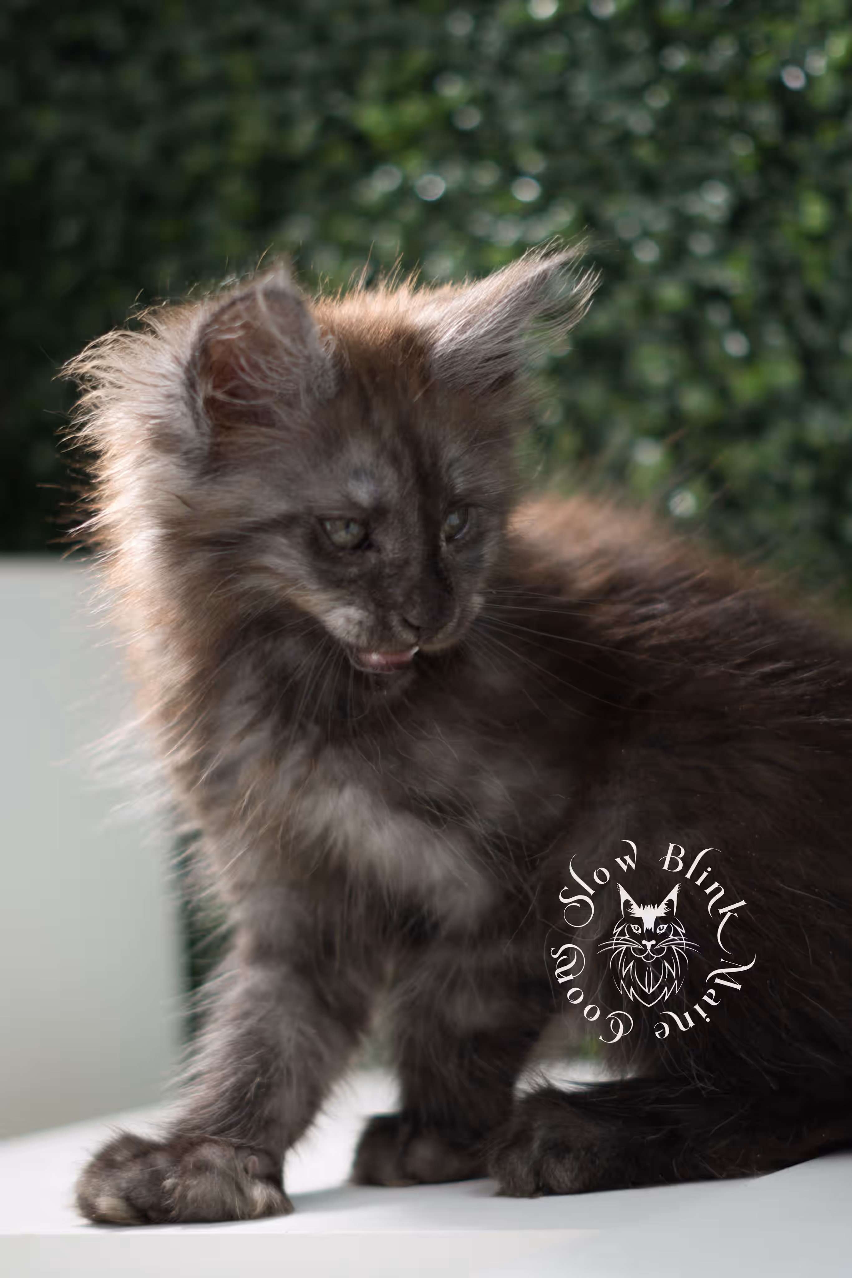 black smoke maine coon kitten | ems code mcp ns | taken jul 23 2025 | poly | age 7 weeks | male | named fenrir Black Smoke Maine Coon Kittens > black smoke maine coon kitten | ems code mcp ns | taken jul 23 2025 | poly | age 7 weeks | male | named fenrir | idx 10