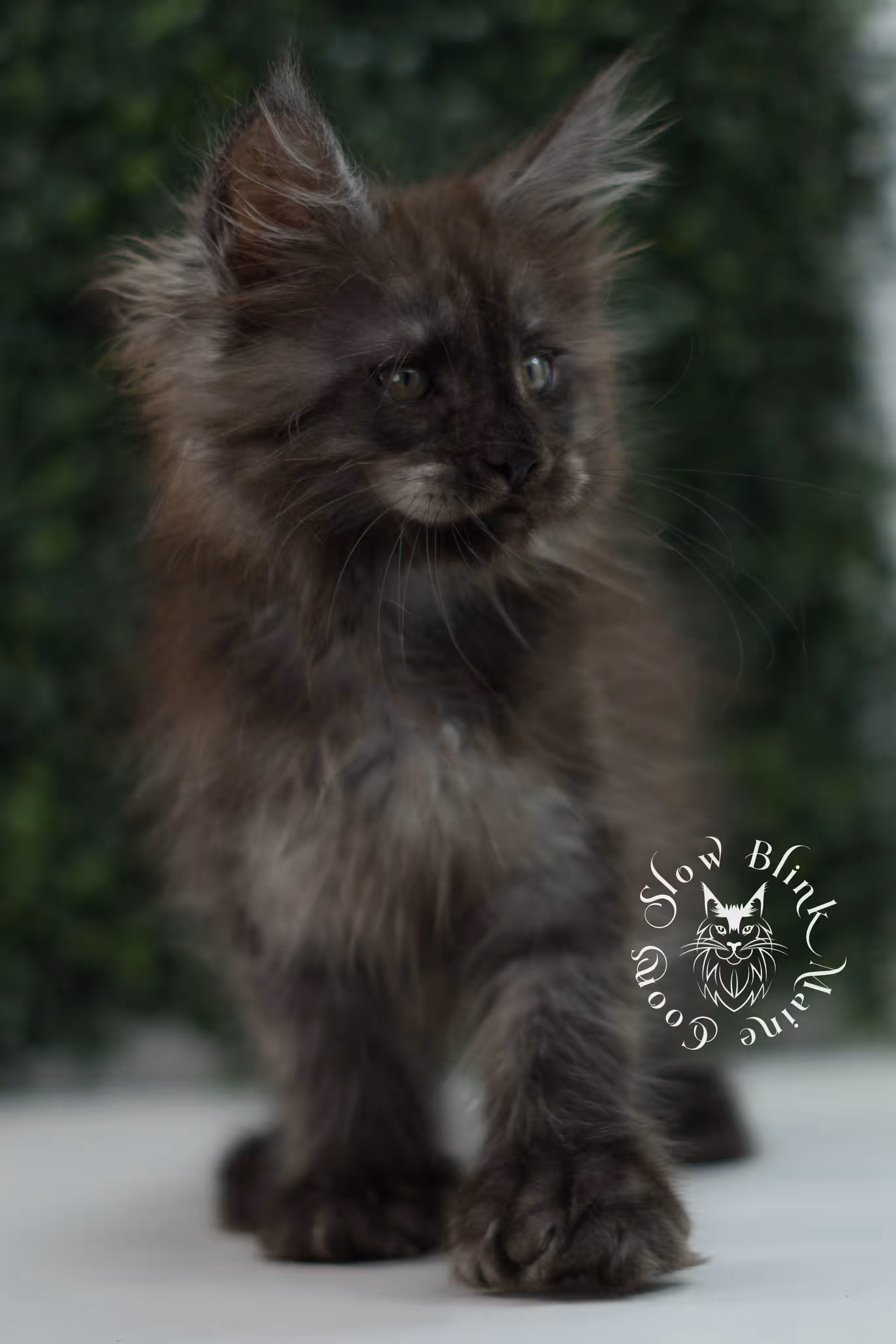 black smoke maine coon kitten | ems code mcp ns | taken jul 23 2025 | poly | age 7 weeks | male | named fenrir Black Smoke Maine Coon Kittens > black smoke maine coon kitten | ems code mcp ns | taken jul 23 2025 | poly | age 7 weeks | male | named fenrir | idx 11