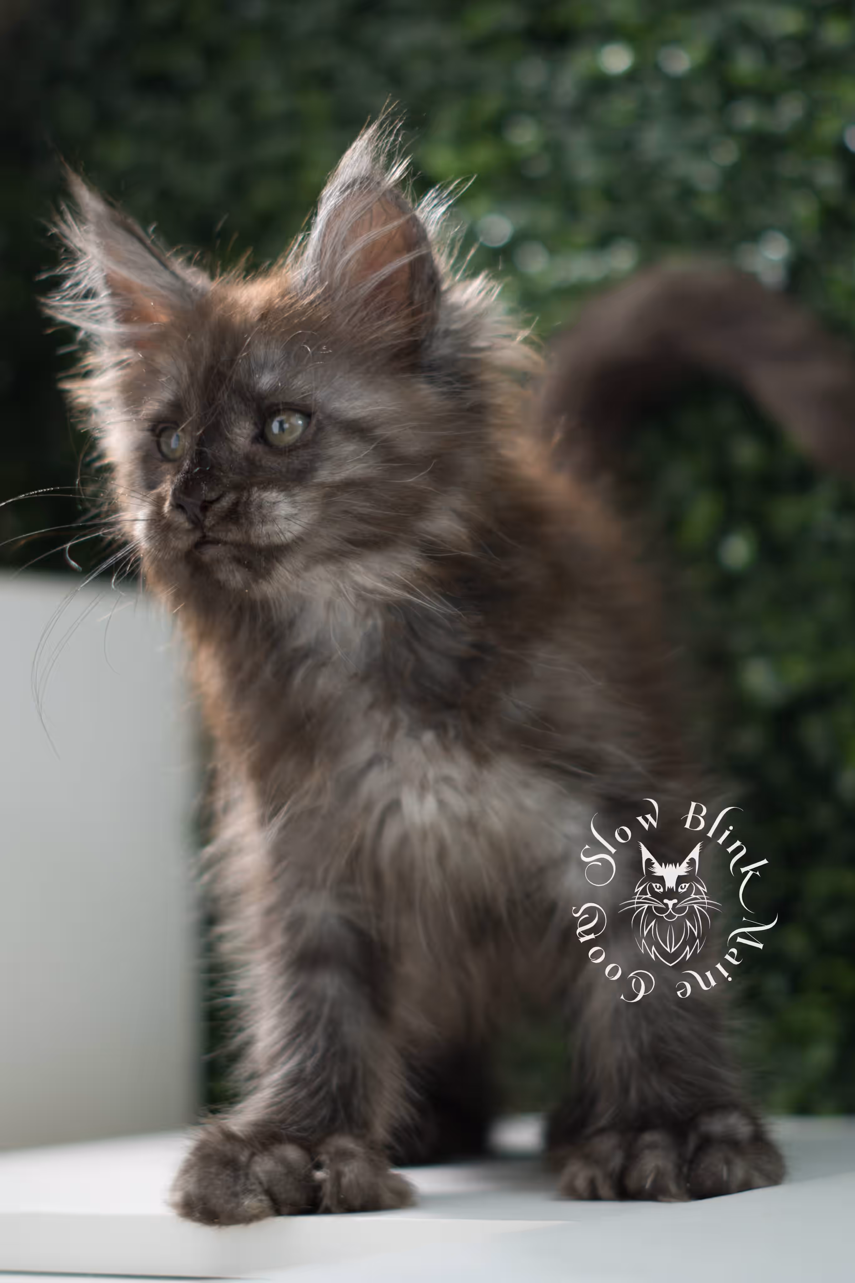 black smoke maine coon kitten | ems code mcp ns | taken jul 23 2025 | poly | age 7 weeks | male | named fenrir Black Smoke Maine Coon Kittens > black smoke maine coon kitten | ems code mcp ns | taken jul 23 2025 | poly | age 7 weeks | male | named fenrir | idx 12