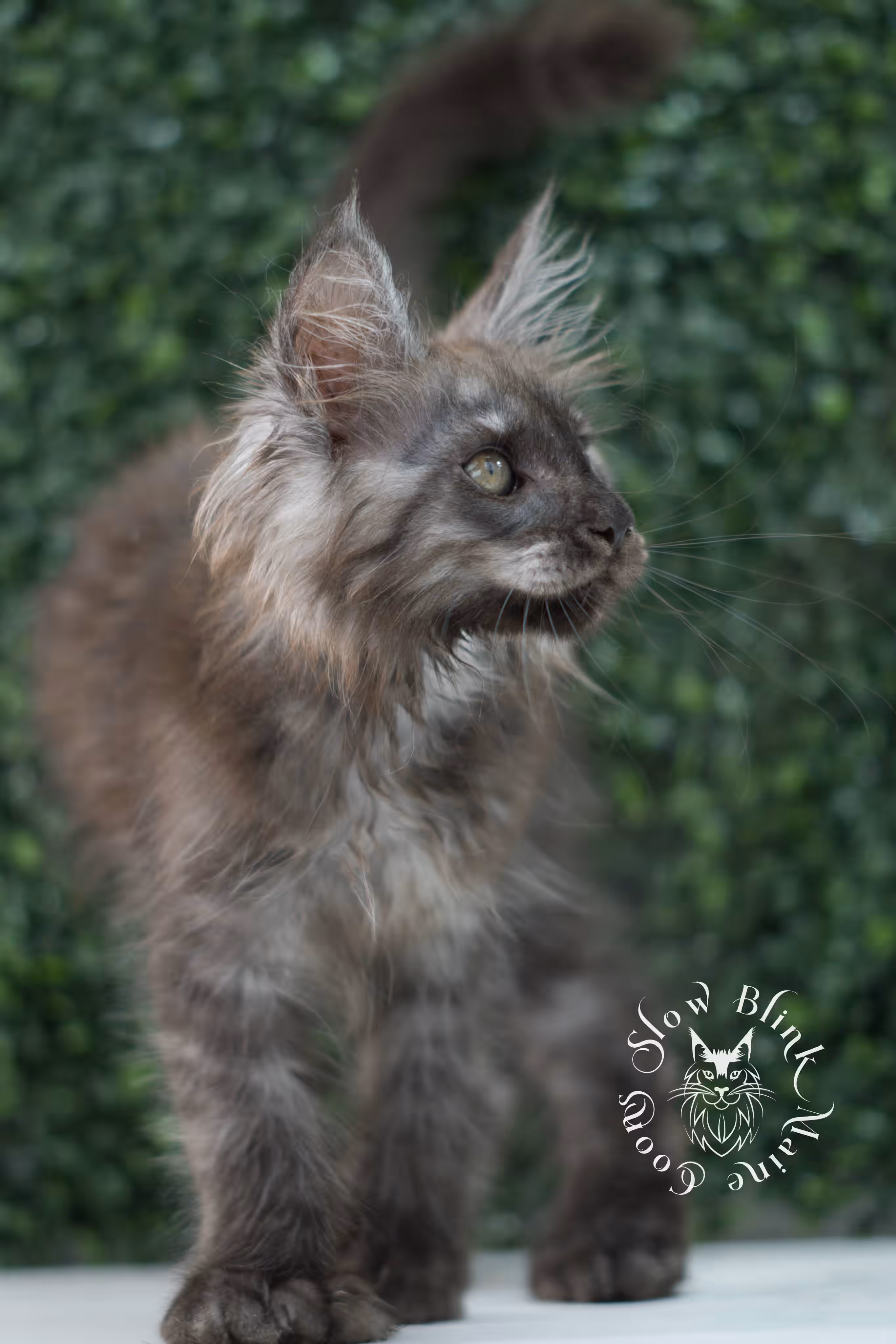 black smoke maine coon kitten | ems code mcp ns | taken jul 23 2025 | poly | age 7 weeks | male | named fenrir Black Smoke Maine Coon Kittens > black smoke maine coon kitten | ems code mcp ns | taken jul 23 2025 | poly | age 7 weeks | male | named fenrir | idx 13