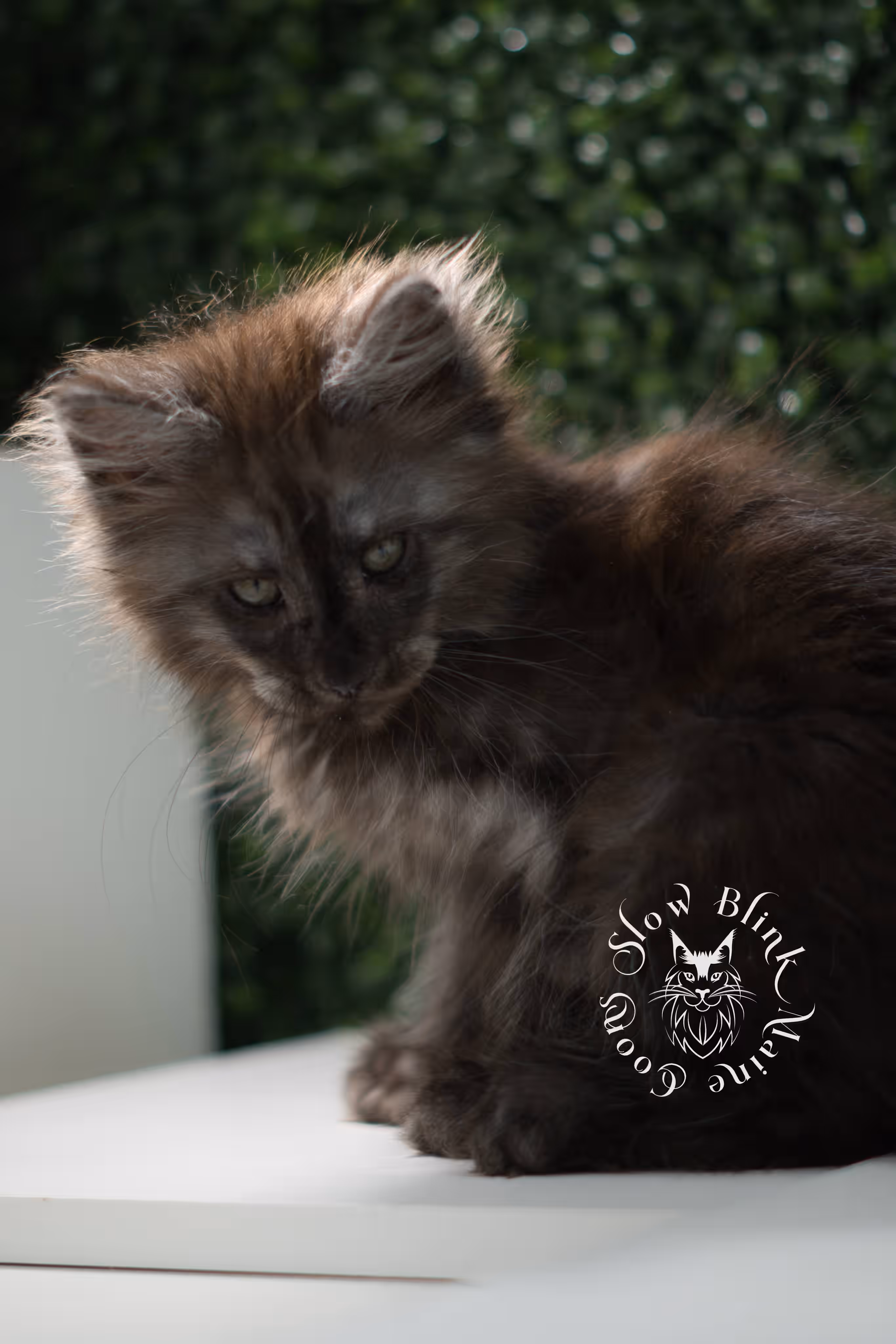 black smoke maine coon kitten | ems code mcp ns | taken jul 23 2025 | poly | age 7 weeks | male | named fenrir Black Smoke Maine Coon Kittens > black smoke maine coon kitten | ems code mcp ns | taken jul 23 2025 | poly | age 7 weeks | male | named fenrir | idx 14
