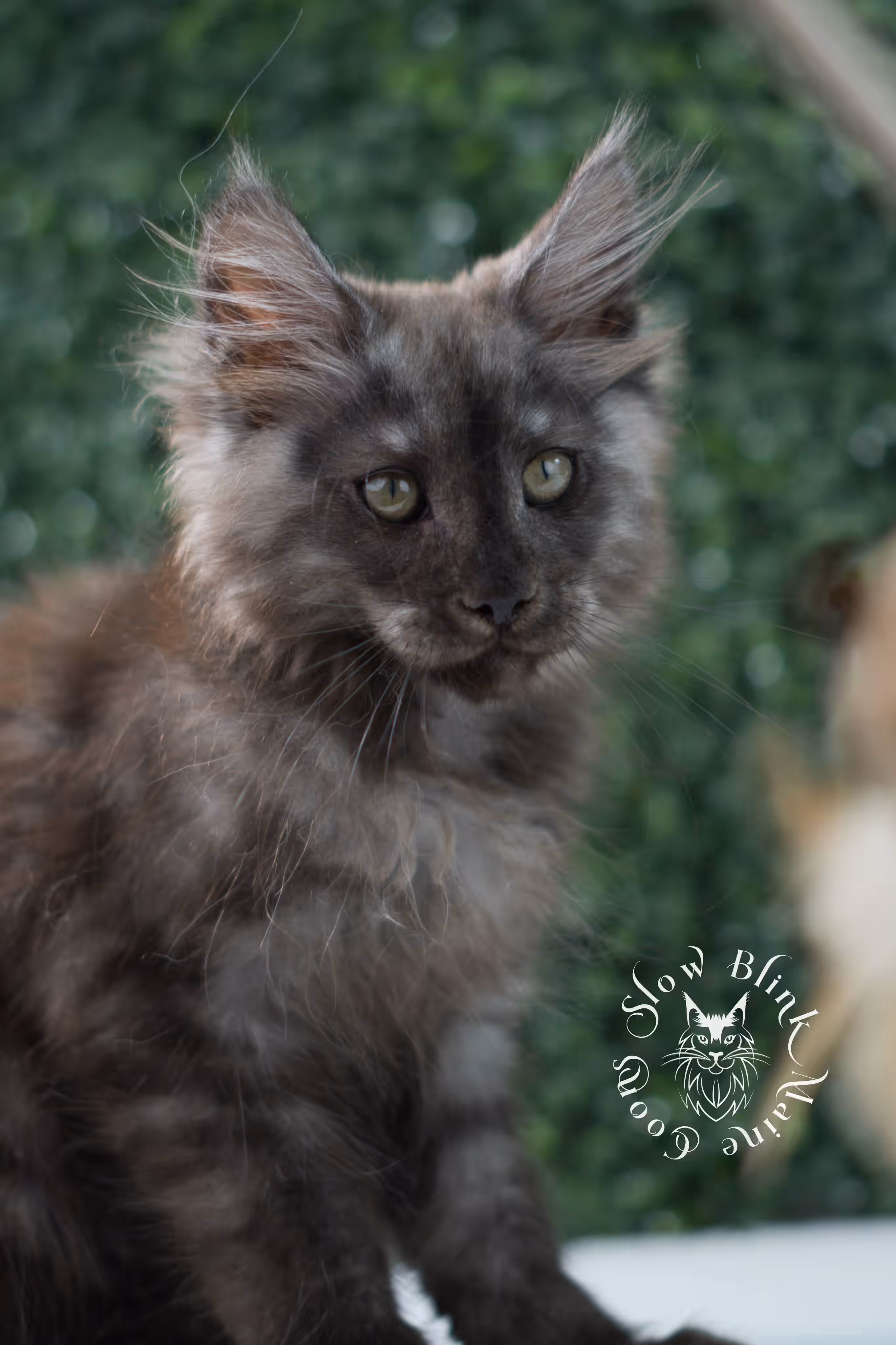 black smoke maine coon kitten | ems code mcp ns | taken jul 23 2025 | poly | age 7 weeks | male | named fenrir Black Smoke Maine Coon Kittens > black smoke maine coon kitten | ems code mcp ns | taken jul 23 2025 | poly | age 7 weeks | male | named fenrir | idx 17
