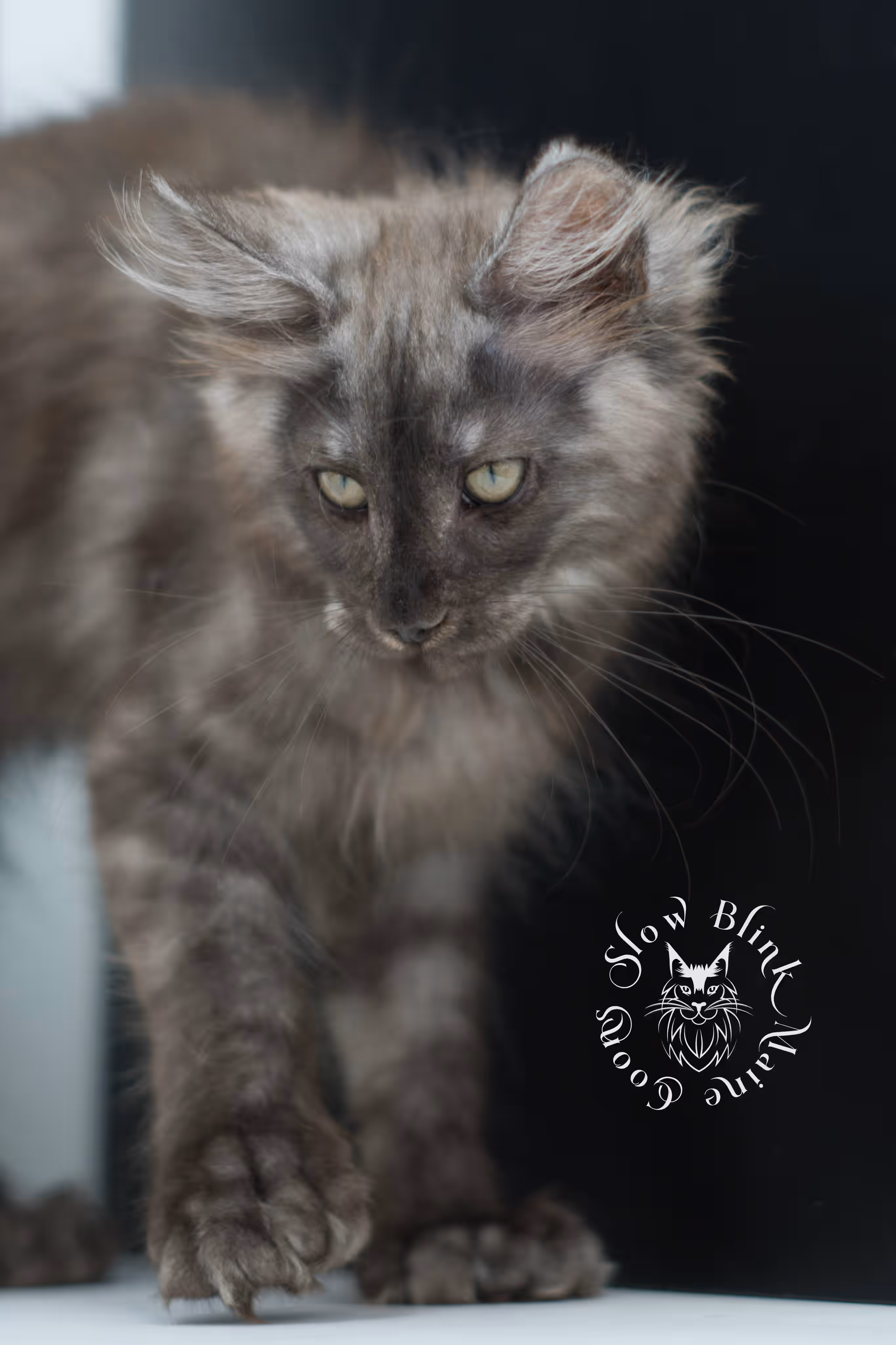 black smoke maine coon kitten | ems code mcp ns | taken jul 23 2025 | poly | age 7 weeks | male | named fenrir Black Smoke Maine Coon Kittens > black smoke maine coon kitten | ems code mcp ns | taken jul 23 2025 | poly | age 7 weeks | male | named fenrir | idx 20