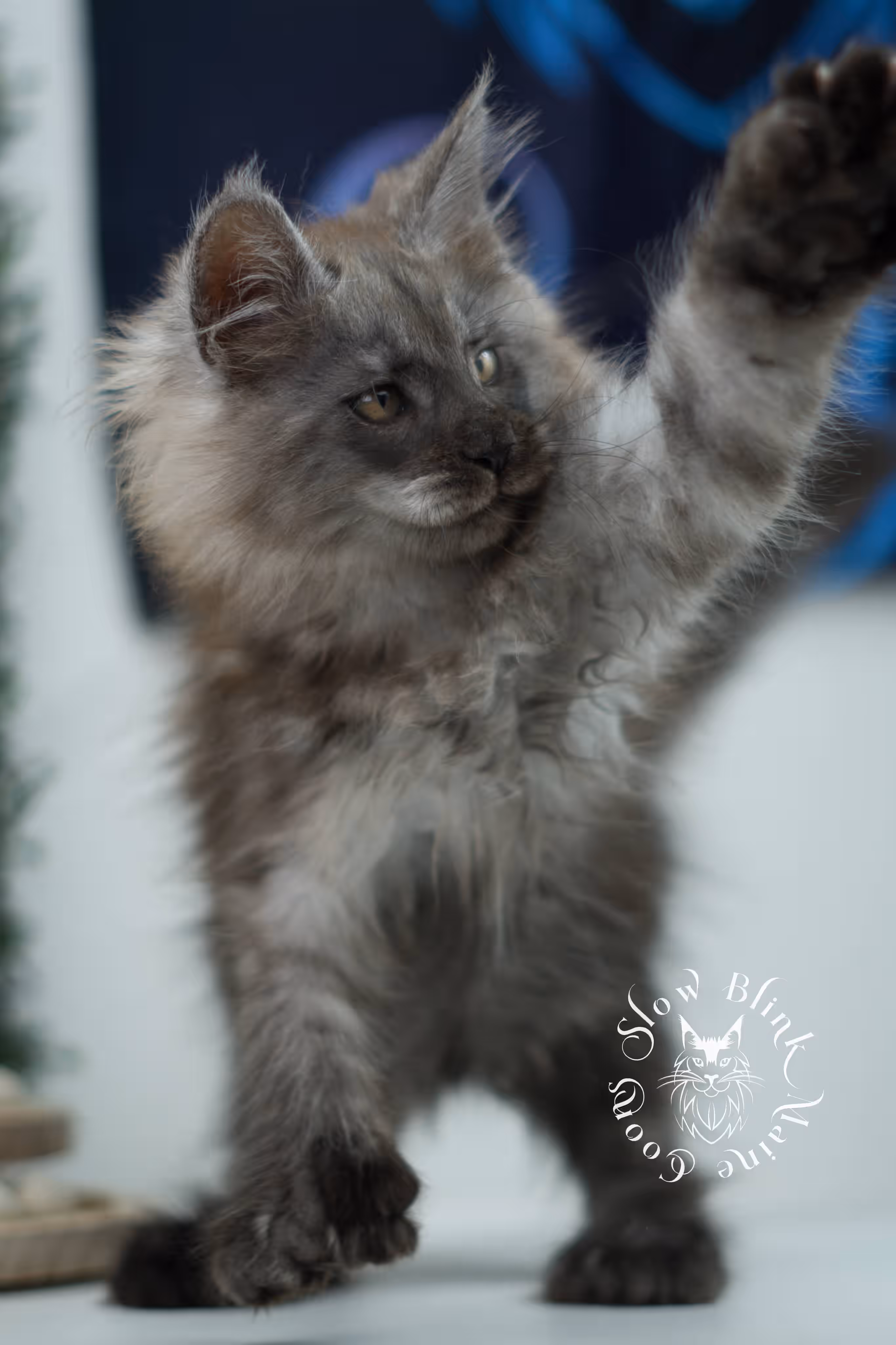 black smoke maine coon kitten | ems code mcp ns | taken jul 23 2025 | poly | age 7 weeks | male | named wolf Black Smoke Maine Coon Kittens > black smoke maine coon kitten | ems code mcp ns | taken jul 23 2025 | poly | age 7 weeks | male | named wolf | idx 01