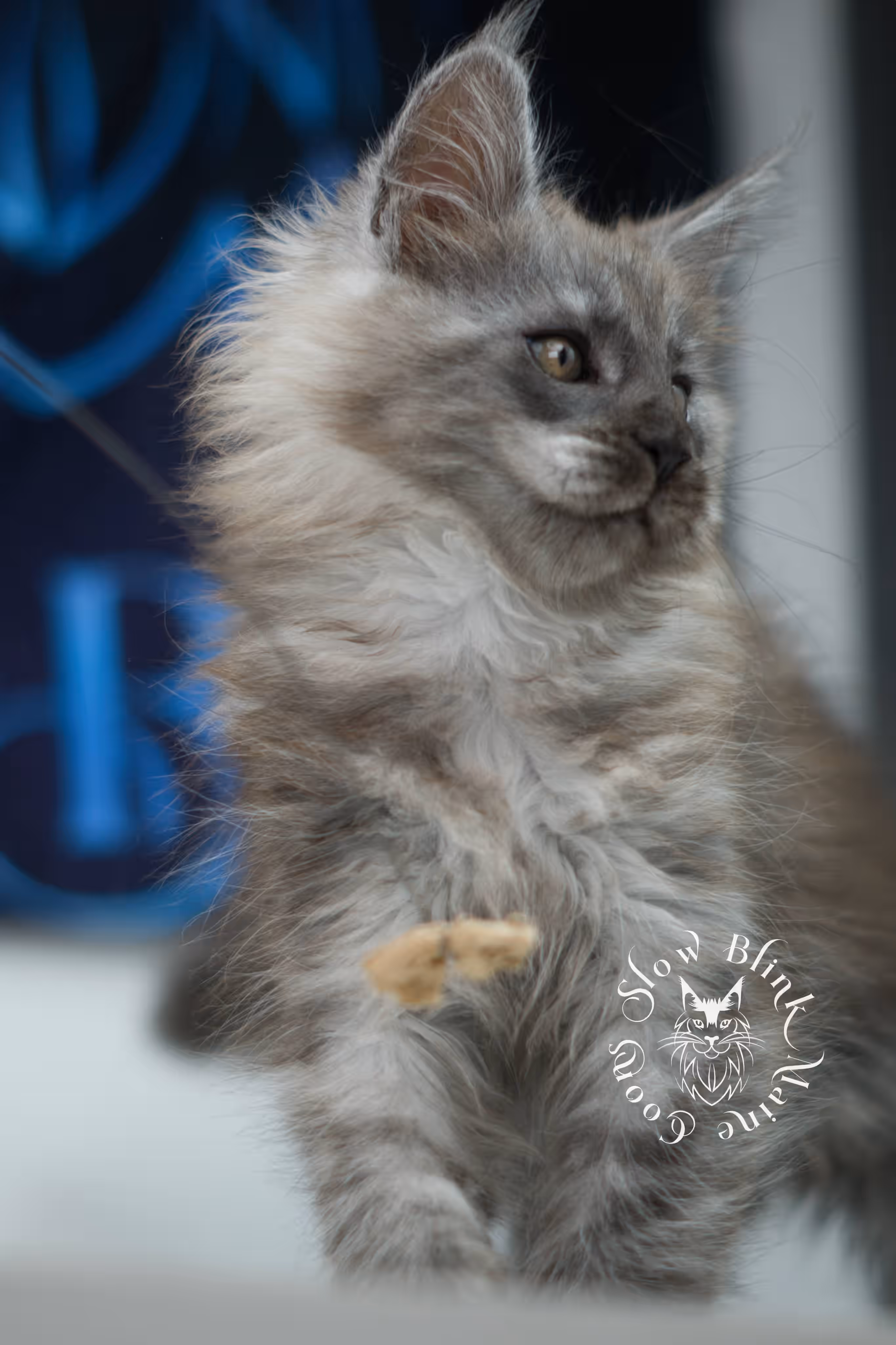black smoke maine coon kitten | ems code mcp ns | taken jul 23 2025 | poly | age 7 weeks | male | named wolf Black Smoke Maine Coon Kittens > black smoke maine coon kitten | ems code mcp ns | taken jul 23 2025 | poly | age 7 weeks | male | named wolf | idx 02