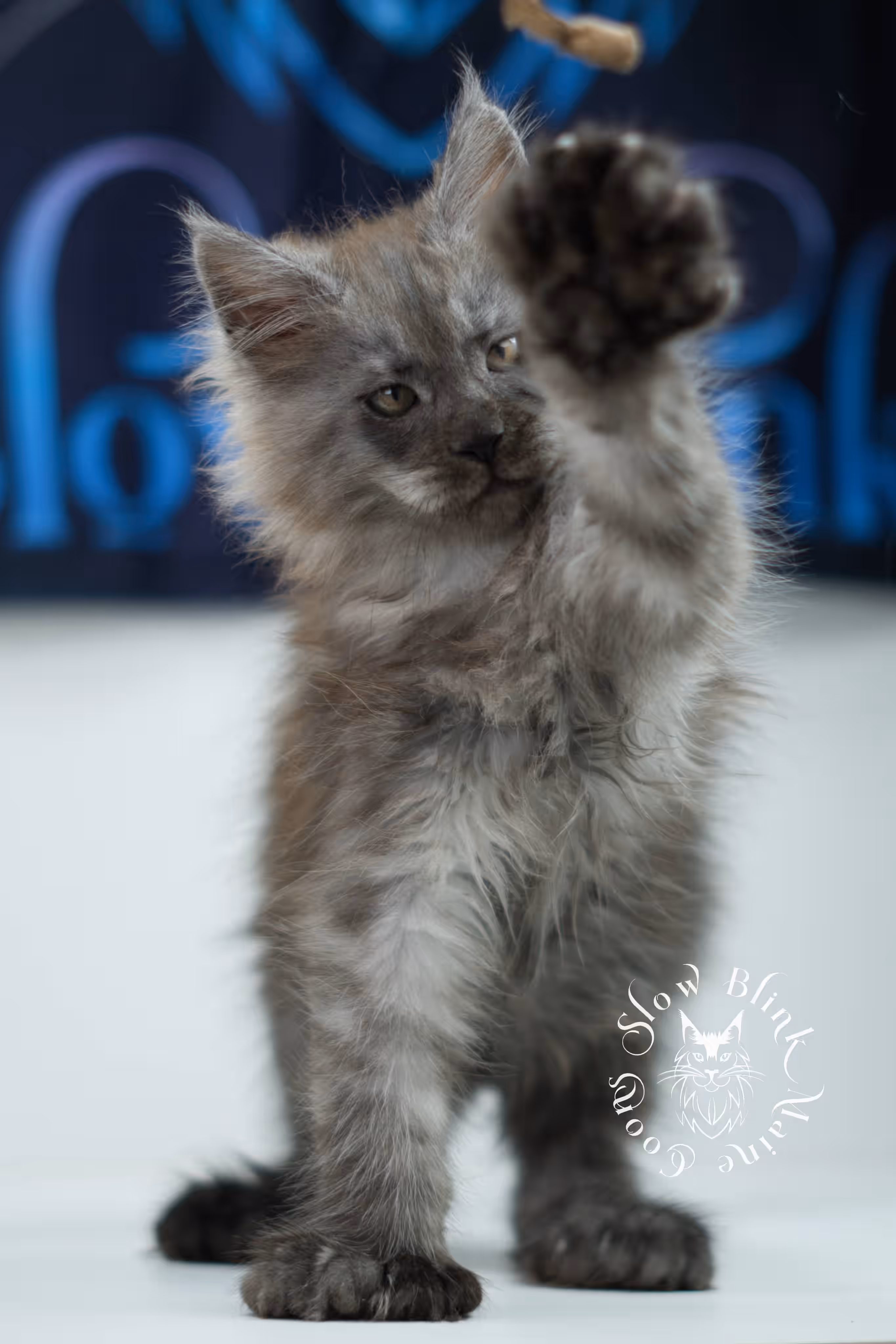 black smoke maine coon kitten | ems code mcp ns | taken jul 23 2025 | poly | age 7 weeks | male | named wolf Black Smoke Maine Coon Kittens > black smoke maine coon kitten | ems code mcp ns | taken jul 23 2025 | poly | age 7 weeks | male | named wolf | idx 03