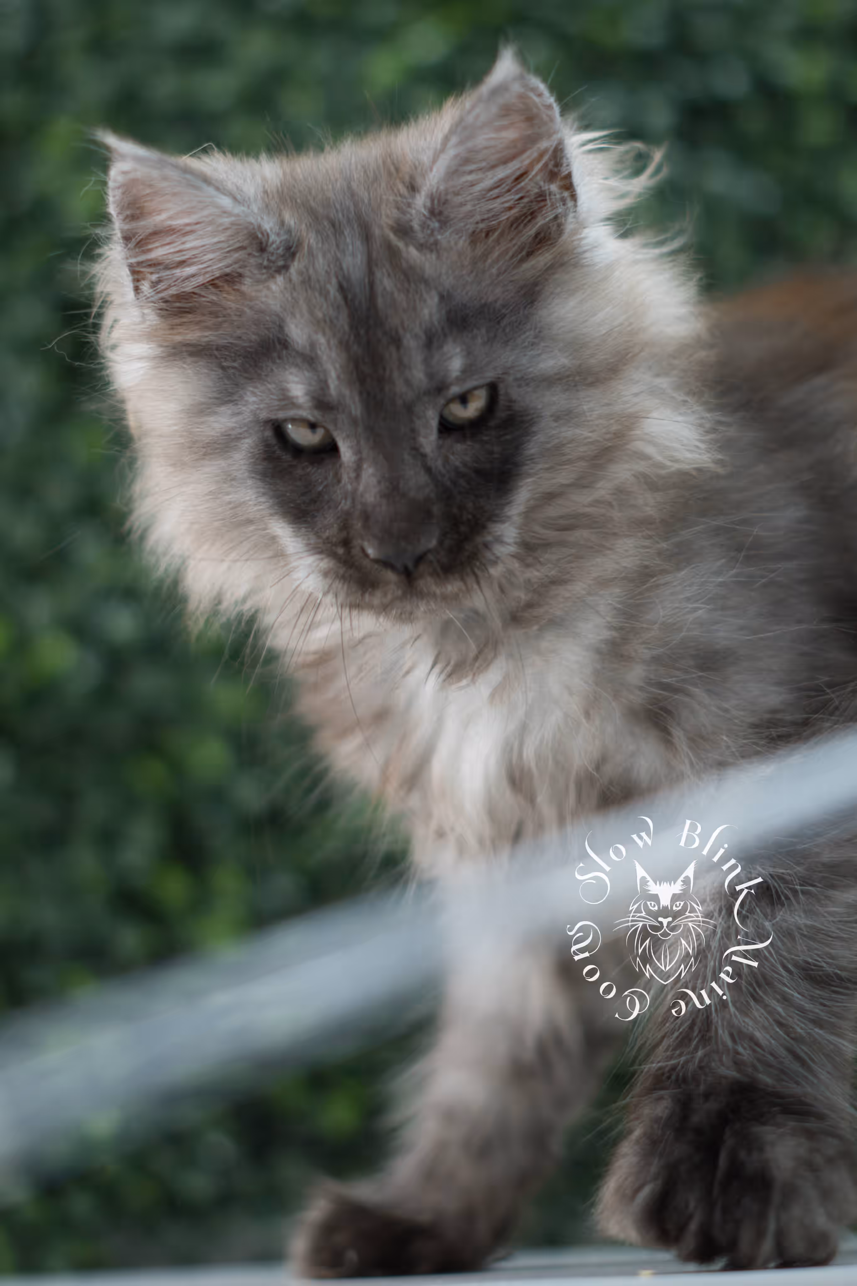 black smoke maine coon kitten | ems code mcp ns | taken jul 23 2025 | poly | age 7 weeks | male | named wolf Black Smoke Maine Coon Kittens > black smoke maine coon kitten | ems code mcp ns | taken jul 23 2025 | poly | age 7 weeks | male | named wolf | idx 04
