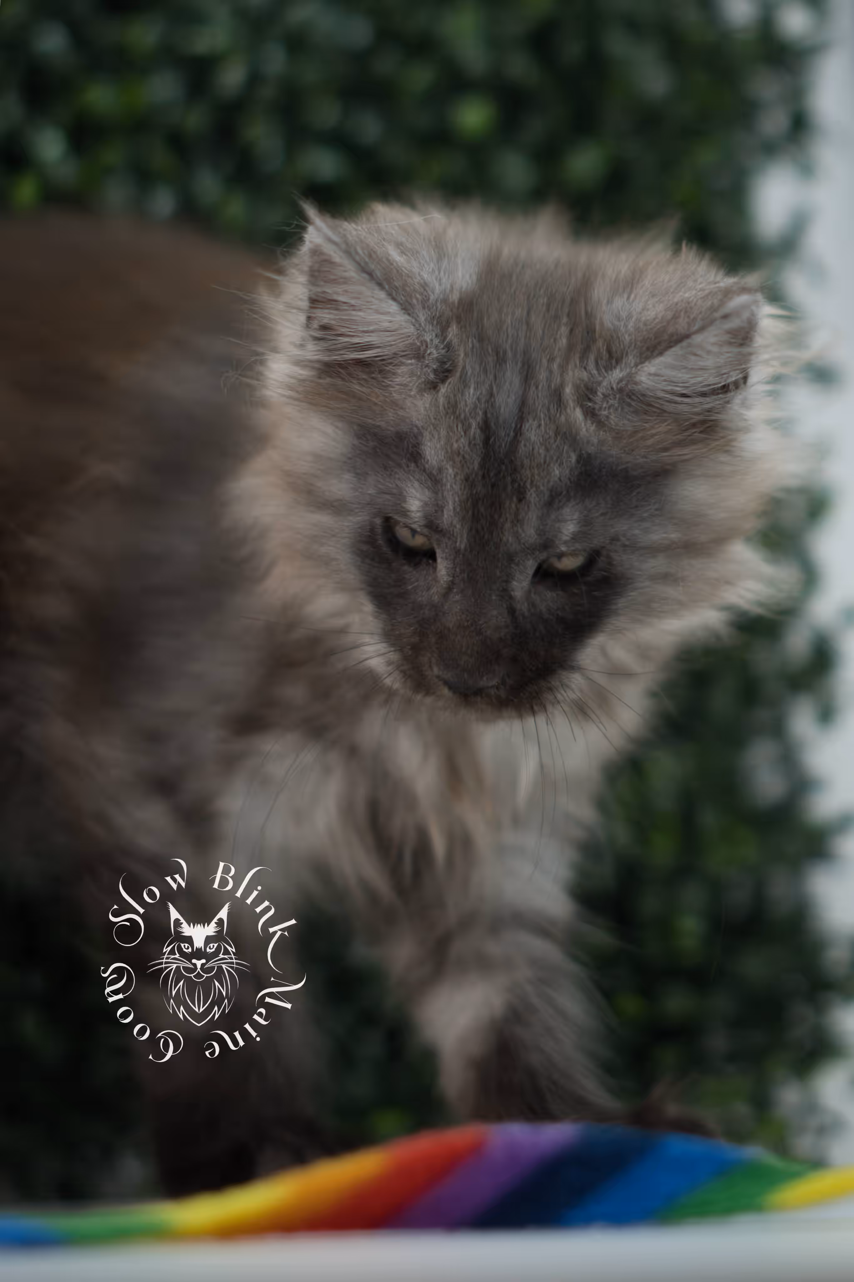 black smoke maine coon kitten | ems code mcp ns | taken jul 23 2025 | poly | age 7 weeks | male | named wolf Black Smoke Maine Coon Kittens > black smoke maine coon kitten | ems code mcp ns | taken jul 23 2025 | poly | age 7 weeks | male | named wolf | idx 05