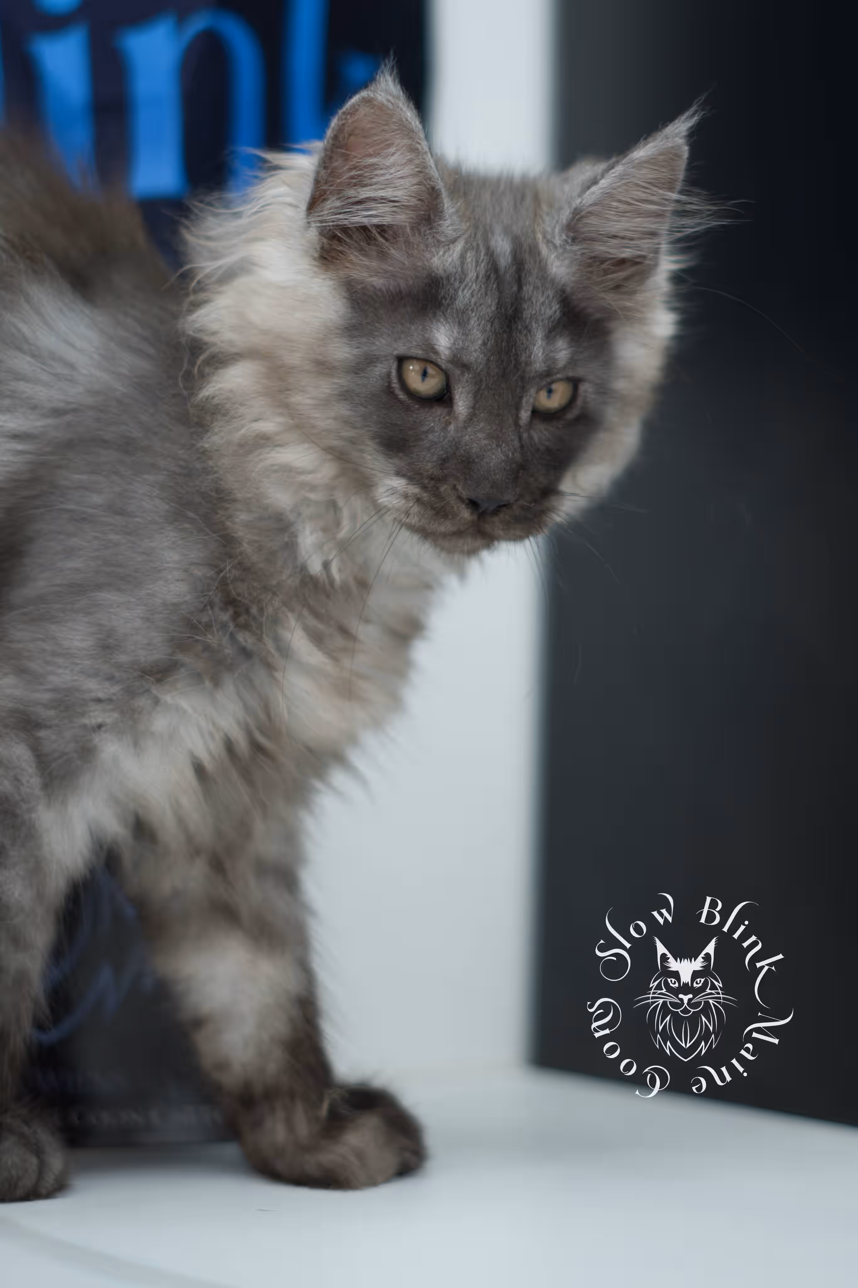 black smoke maine coon kitten | ems code mcp ns | taken jul 23 2025 | poly | age 7 weeks | male | named wolf Black Smoke Maine Coon Kittens > black smoke maine coon kitten | ems code mcp ns | taken jul 23 2025 | poly | age 7 weeks | male | named wolf | idx 07
