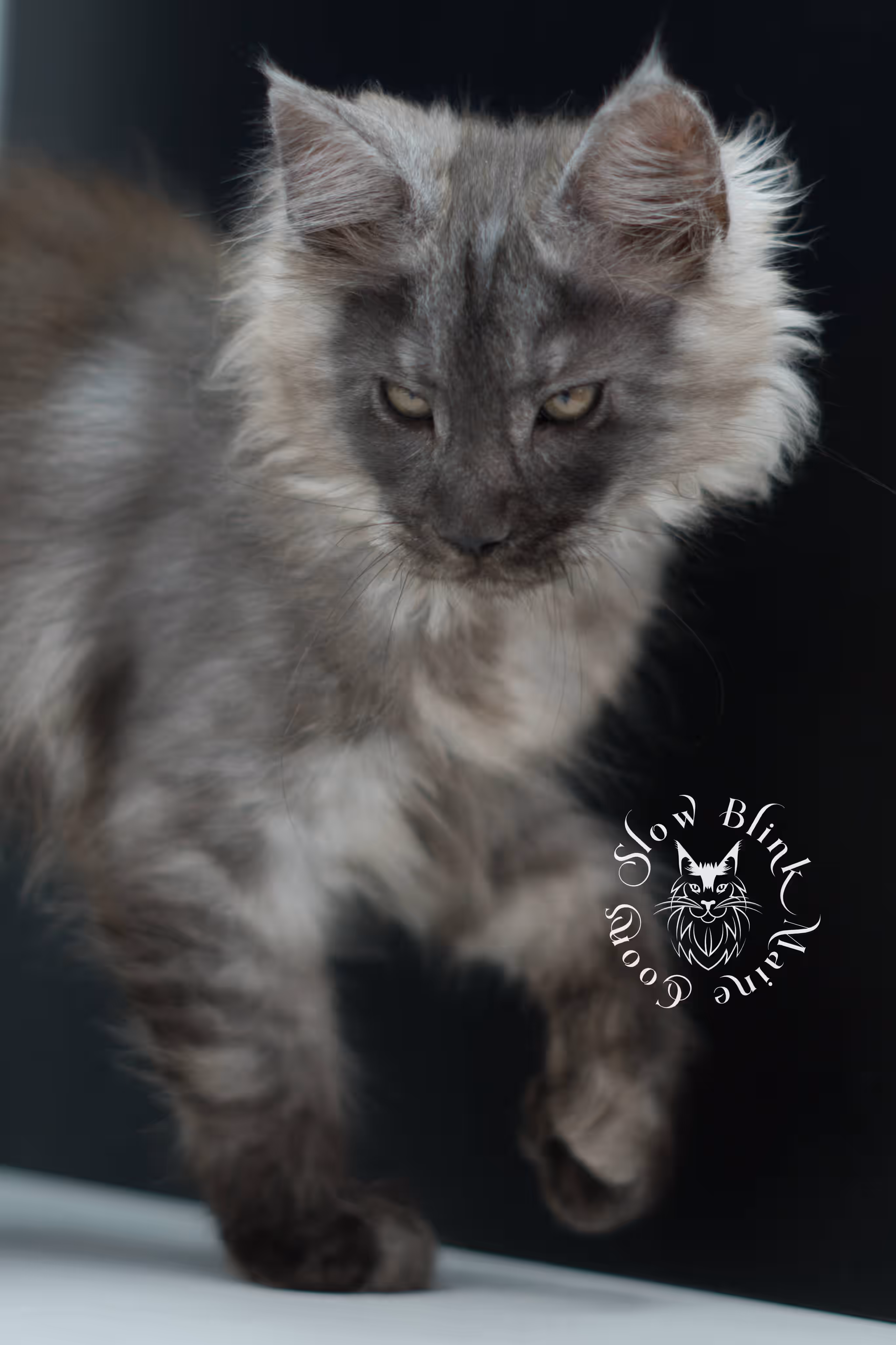black smoke maine coon kitten | ems code mcp ns | taken jul 23 2025 | poly | age 7 weeks | male | named wolf Black Smoke Maine Coon Kittens > black smoke maine coon kitten | ems code mcp ns | taken jul 23 2025 | poly | age 7 weeks | male | named wolf | idx 08