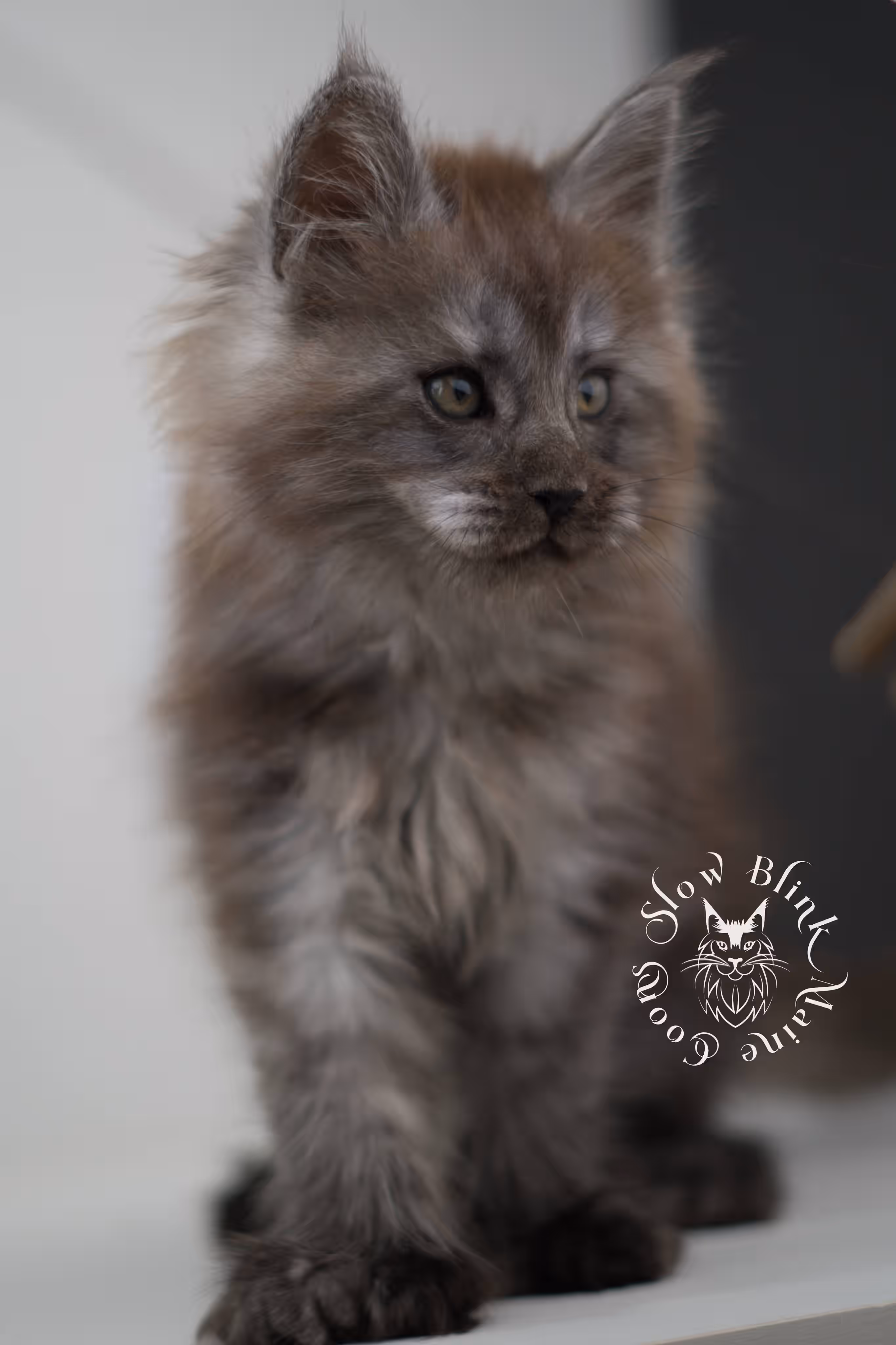 black smoke maine coon kitten | ems code mcp ns | taken jul 23 2025 | poly | age 7 weeks | male | named wolf Black Smoke Maine Coon Kittens > black smoke maine coon kitten | ems code mcp ns | taken jul 23 2025 | poly | age 7 weeks | male | named wolf | idx 13