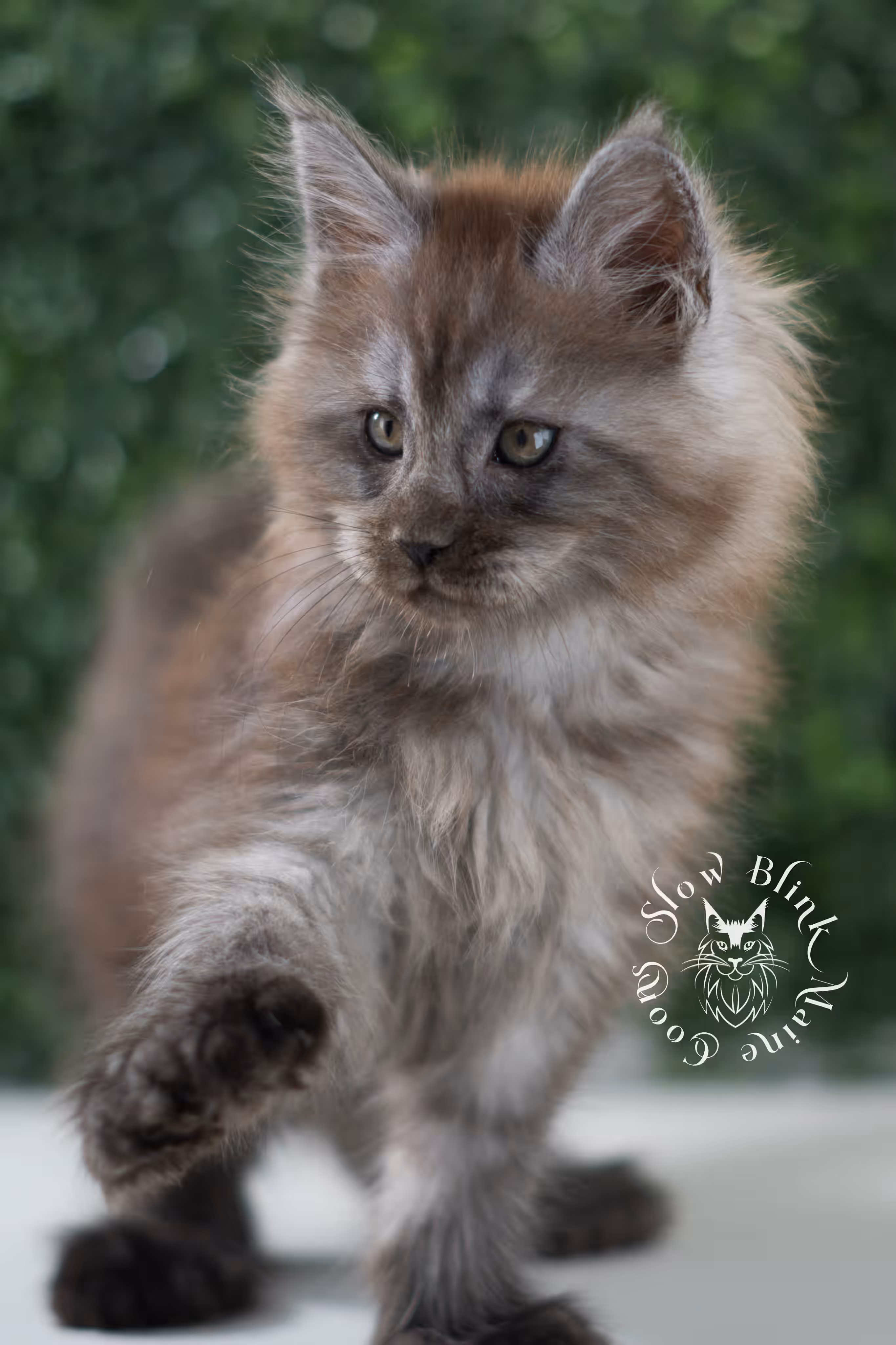 black smoke maine coon kitten | ems code mcp ns | taken jul 23 2025 | poly | age 7 weeks | male | named wolf Black Smoke Maine Coon Kittens > black smoke maine coon kitten | ems code mcp ns | taken jul 23 2025 | poly | age 7 weeks | male | named wolf | idx 14