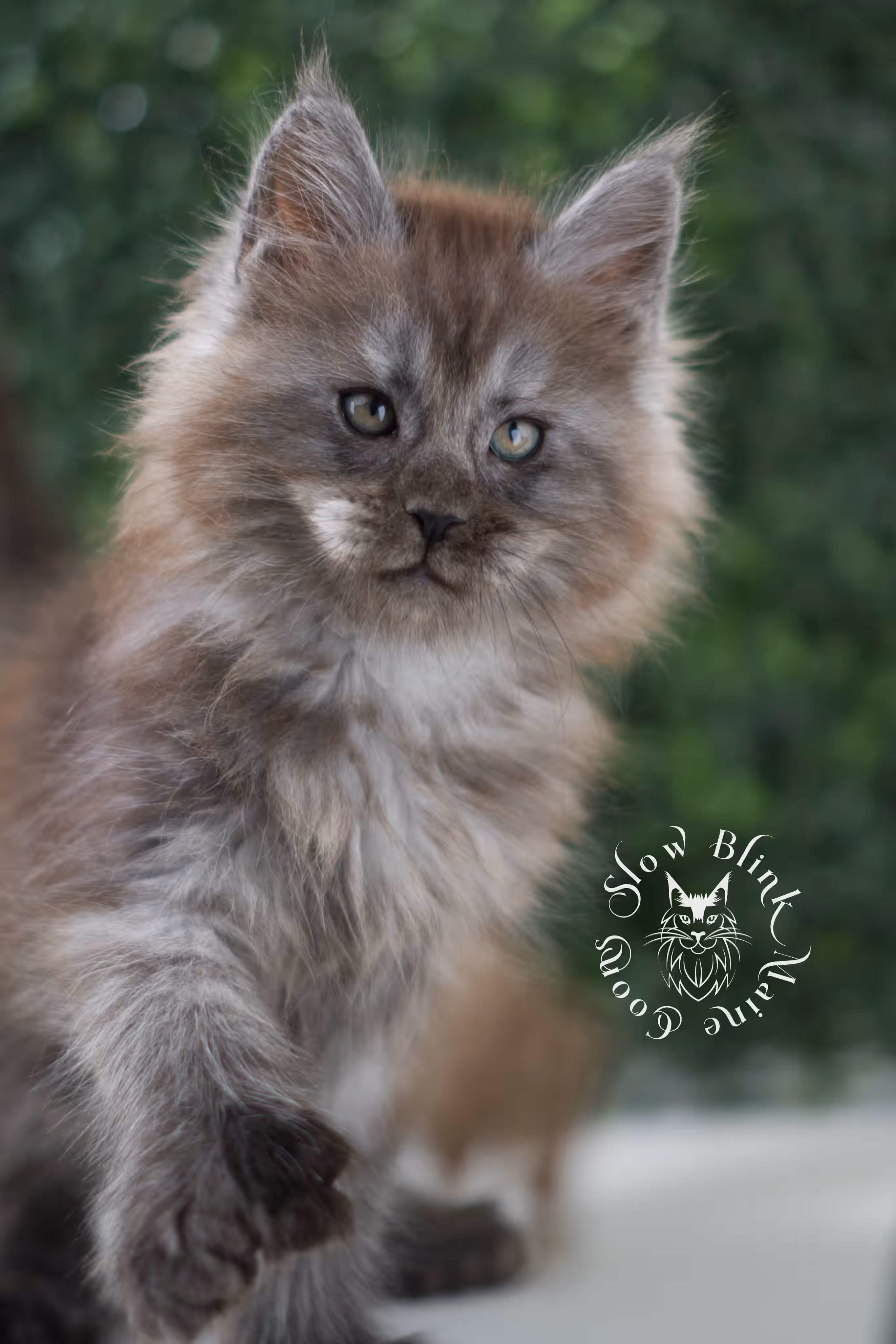 black smoke maine coon kitten | ems code mcp ns | taken jul 23 2025 | poly | age 7 weeks | male | named wolf Black Smoke Maine Coon Kittens > black smoke maine coon kitten | ems code mcp ns | taken jul 23 2025 | poly | age 7 weeks | male | named wolf | idx 15