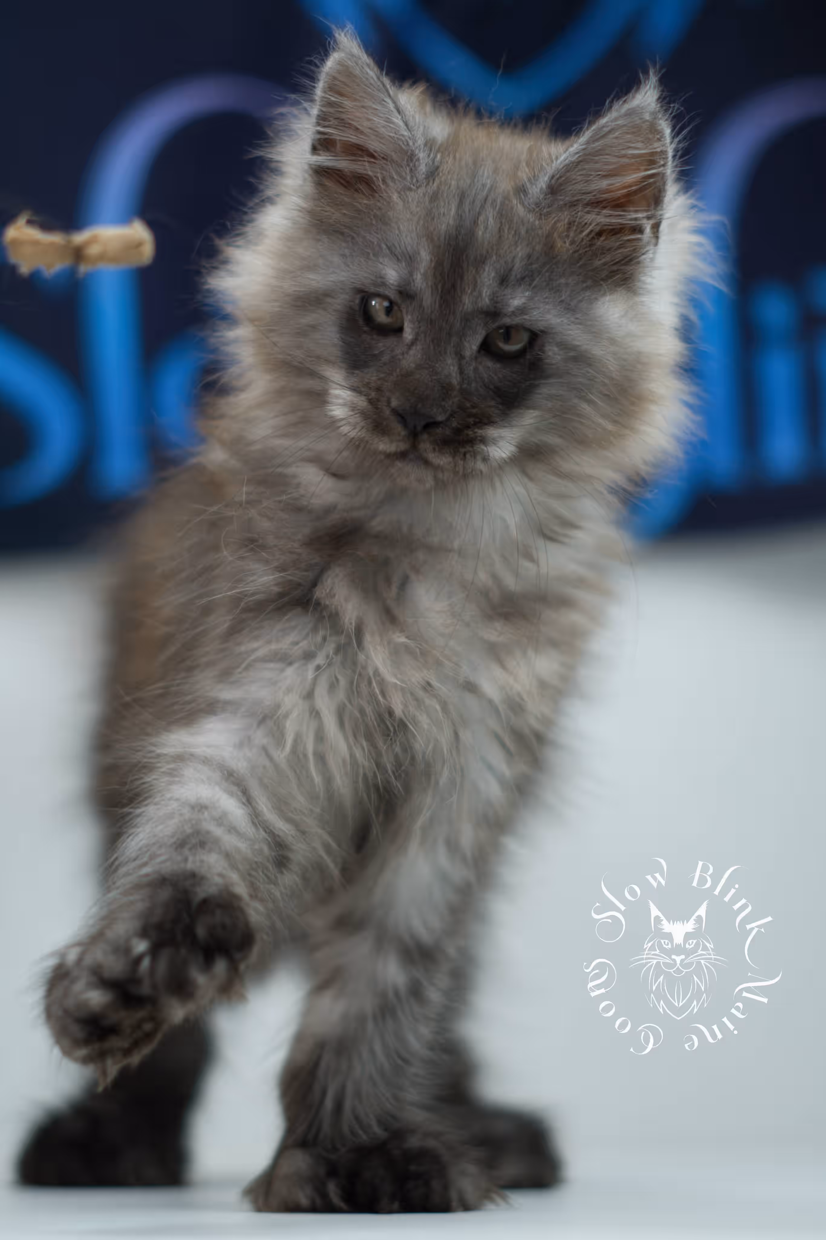 black smoke maine coon kitten | ems code mcp ns | taken jul 23 2025 | poly | age 7 weeks | male | named wolf Black Smoke Maine Coon Kittens > black smoke maine coon kitten | ems code mcp ns | taken jul 23 2025 | poly | age 7 weeks | male | named wolf | idx 16