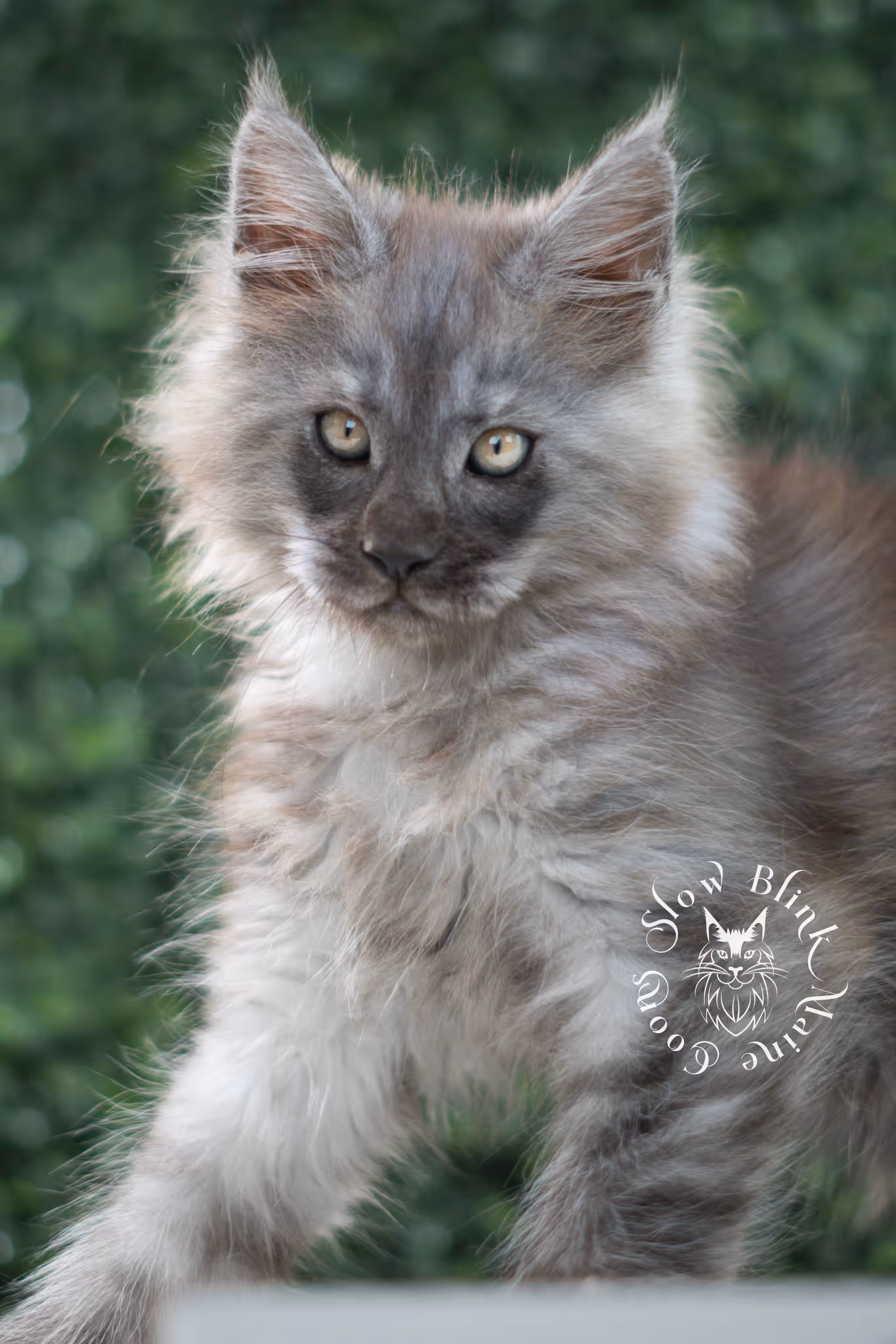 black smoke maine coon kitten | ems code mcp ns | taken jul 23 2025 | poly | age 7 weeks | male | named wolf Black Smoke Maine Coon Kittens > black smoke maine coon kitten | ems code mcp ns | taken jul 23 2025 | poly | age 7 weeks | male | named wolf | idx 17