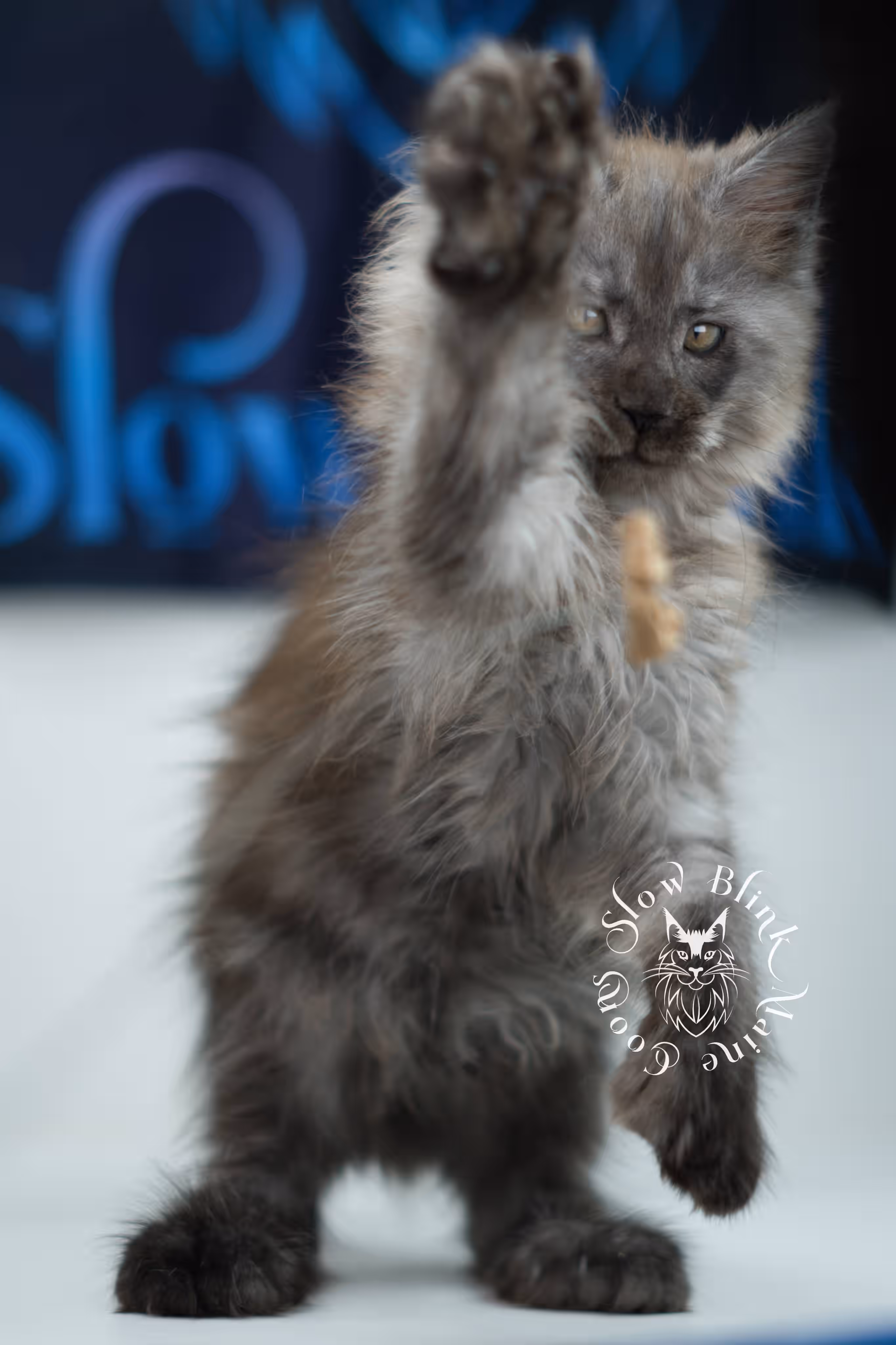 black smoke maine coon kitten | ems code mcp ns | taken jul 23 2025 | poly | age 7 weeks | male | named wolf Black Smoke Maine Coon Kittens > black smoke maine coon kitten | ems code mcp ns | taken jul 23 2025 | poly | age 7 weeks | male | named wolf | idx 18