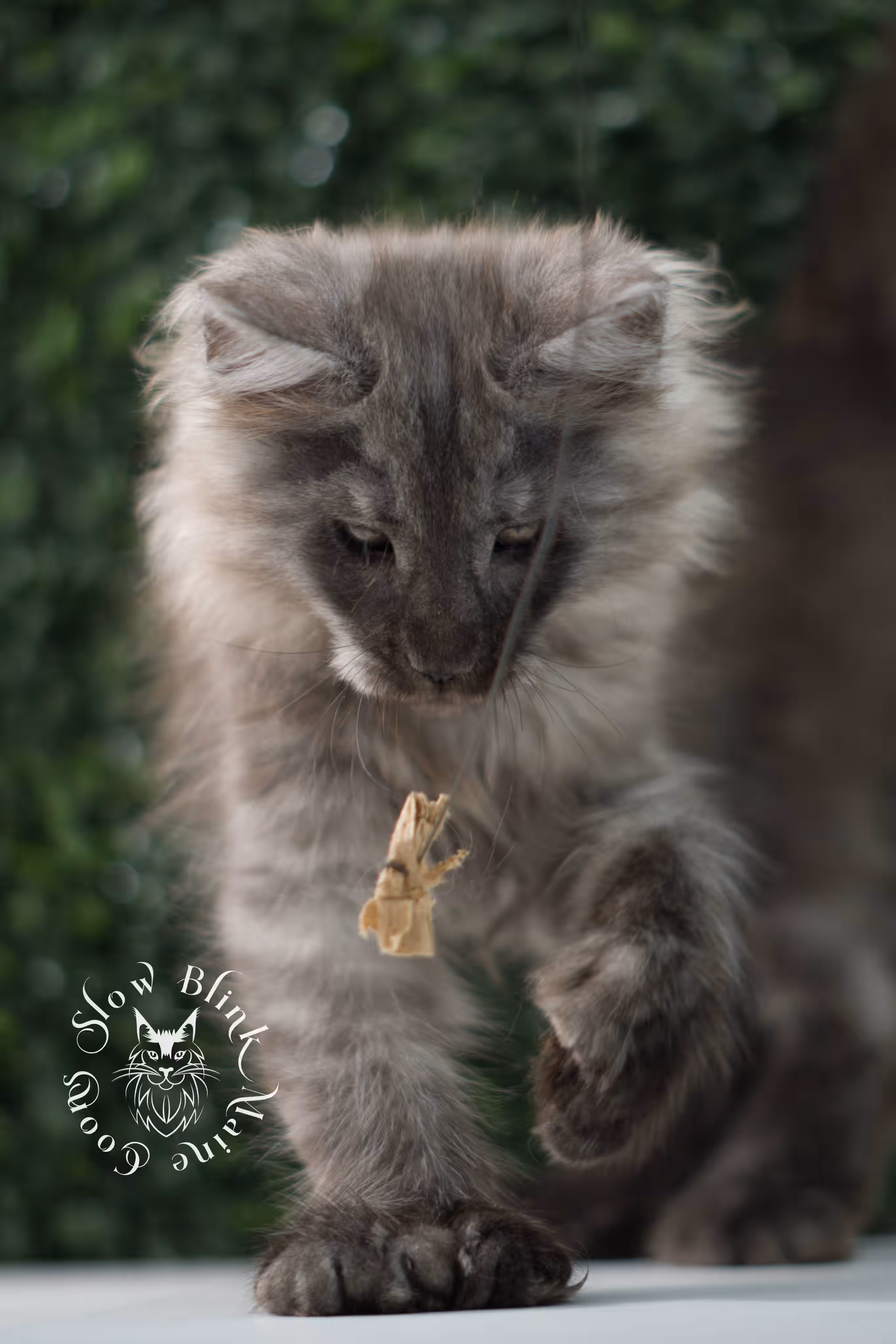 black smoke maine coon kitten | ems code mcp ns | taken jul 23 2025 | poly | age 7 weeks | male | named wolf Black Smoke Maine Coon Kittens > black smoke maine coon kitten | ems code mcp ns | taken jul 23 2025 | poly | age 7 weeks | male | named wolf | idx 19
