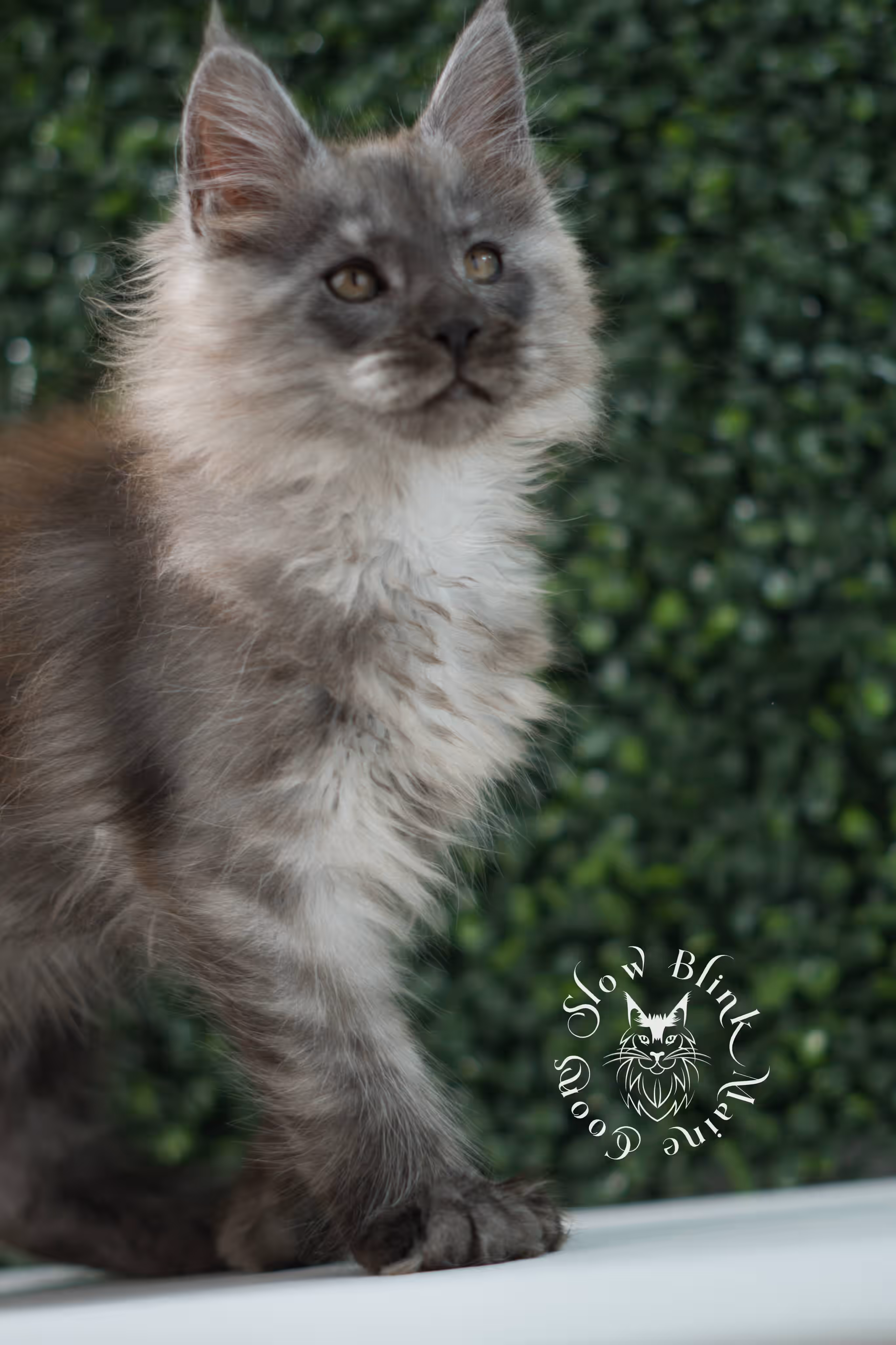 black smoke maine coon kitten | ems code mcp ns | taken jul 23 2025 | poly | age 7 weeks | male | named wolf Black Smoke Maine Coon Kittens > black smoke maine coon kitten | ems code mcp ns | taken jul 23 2025 | poly | age 7 weeks | male | named wolf | idx 20