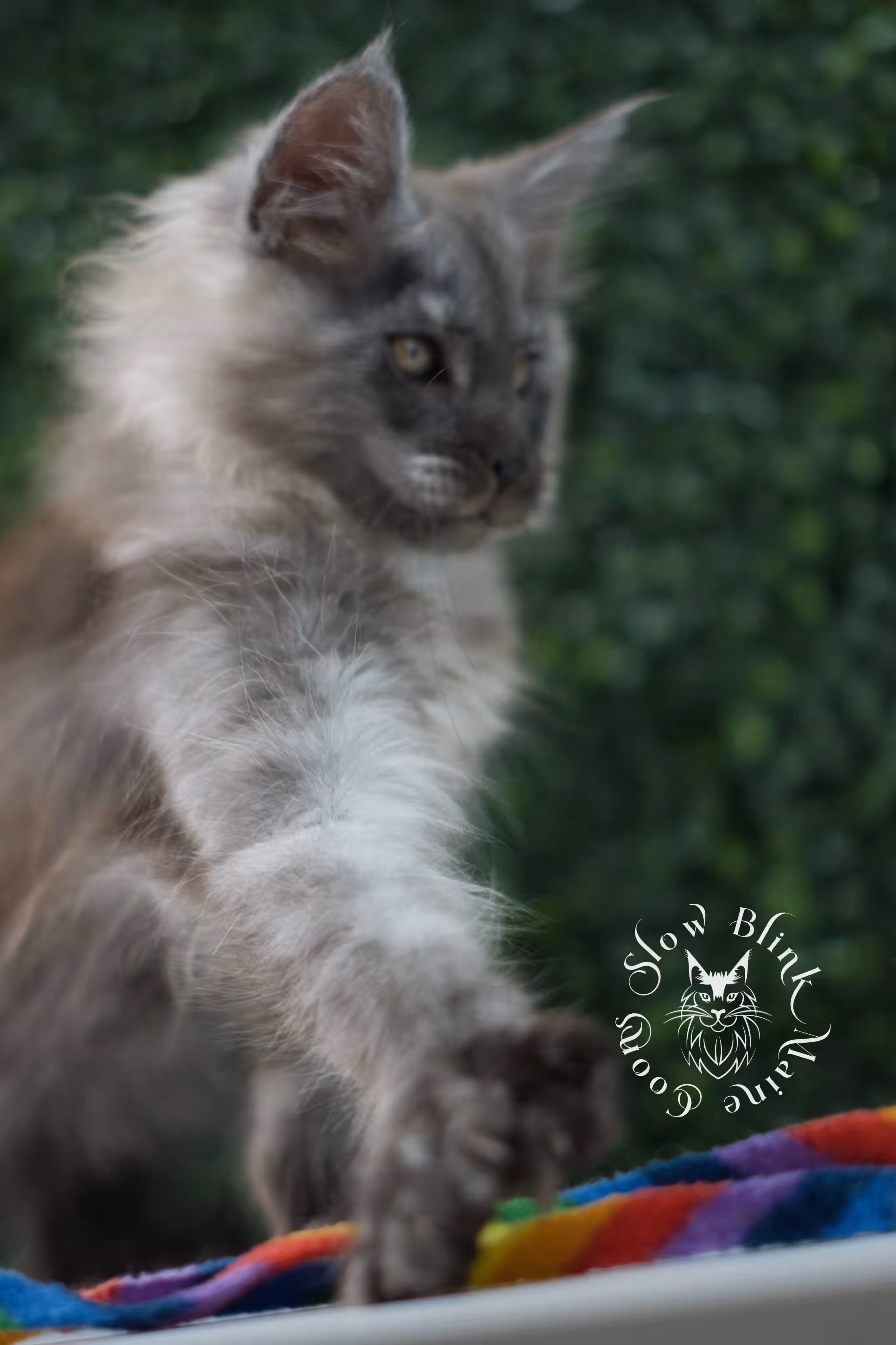 black smoke maine coon kitten | ems code mcp ns | taken jul 23 2025 | poly | age 7 weeks | male | named wolf Black Smoke Maine Coon Kittens > black smoke maine coon kitten | ems code mcp ns | taken jul 23 2025 | poly | age 7 weeks | male | named wolf | idx 21