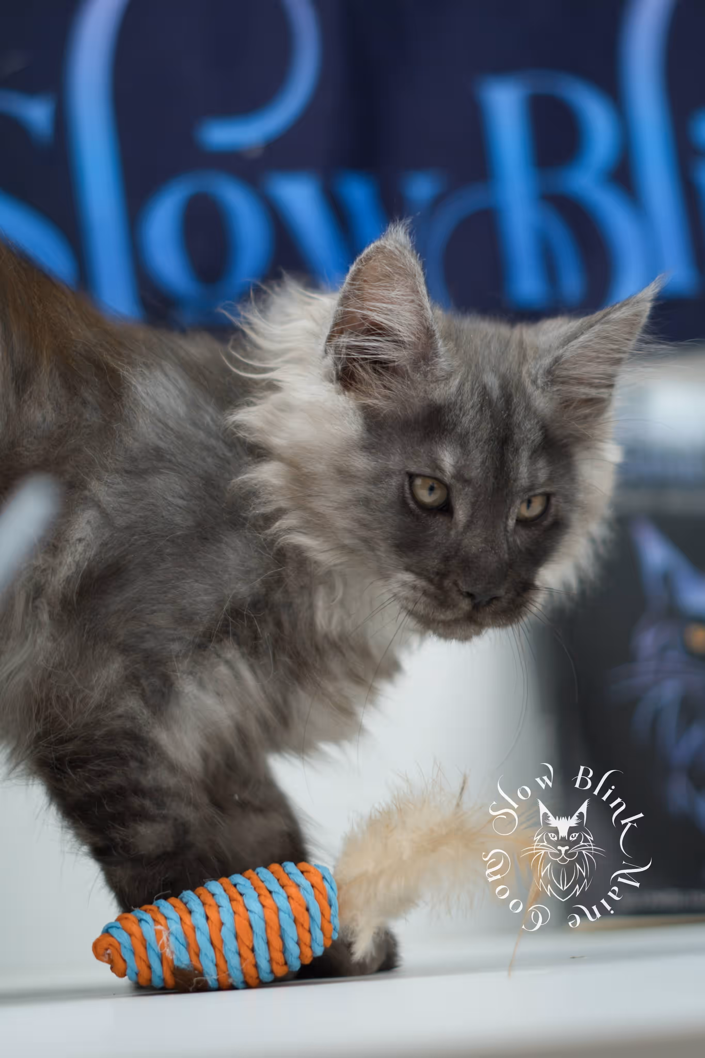 black smoke maine coon kitten | ems code mcp ns | taken jul 23 2025 | poly | age 7 weeks | male | named wolf Black Smoke Maine Coon Kittens > black smoke maine coon kitten | ems code mcp ns | taken jul 23 2025 | poly | age 7 weeks | male | named wolf | idx 22