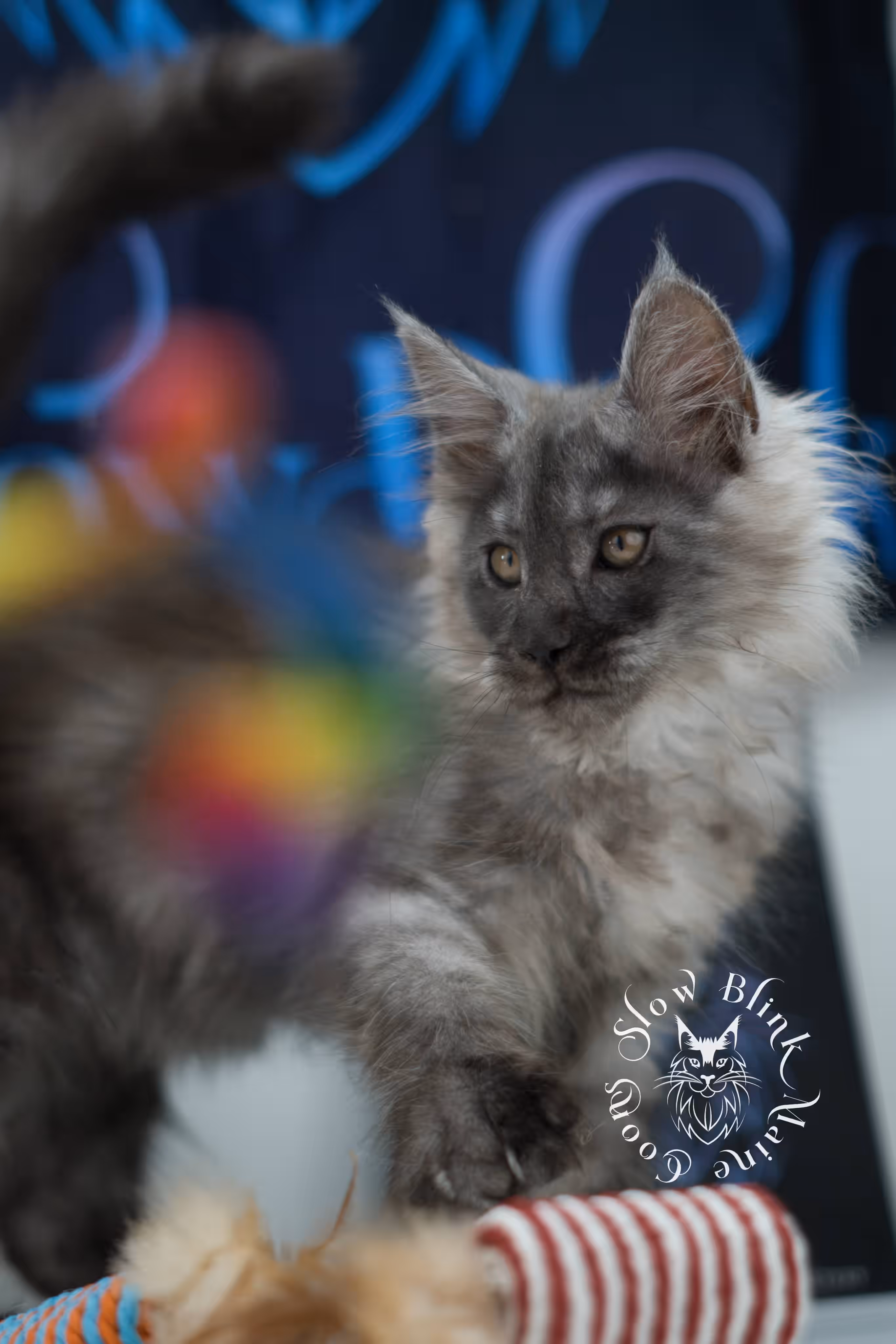 black smoke maine coon kitten | ems code mcp ns | taken jul 23 2025 | poly | age 7 weeks | male | named wolf Black Smoke Maine Coon Kittens > black smoke maine coon kitten | ems code mcp ns | taken jul 23 2025 | poly | age 7 weeks | male | named wolf | idx 26
