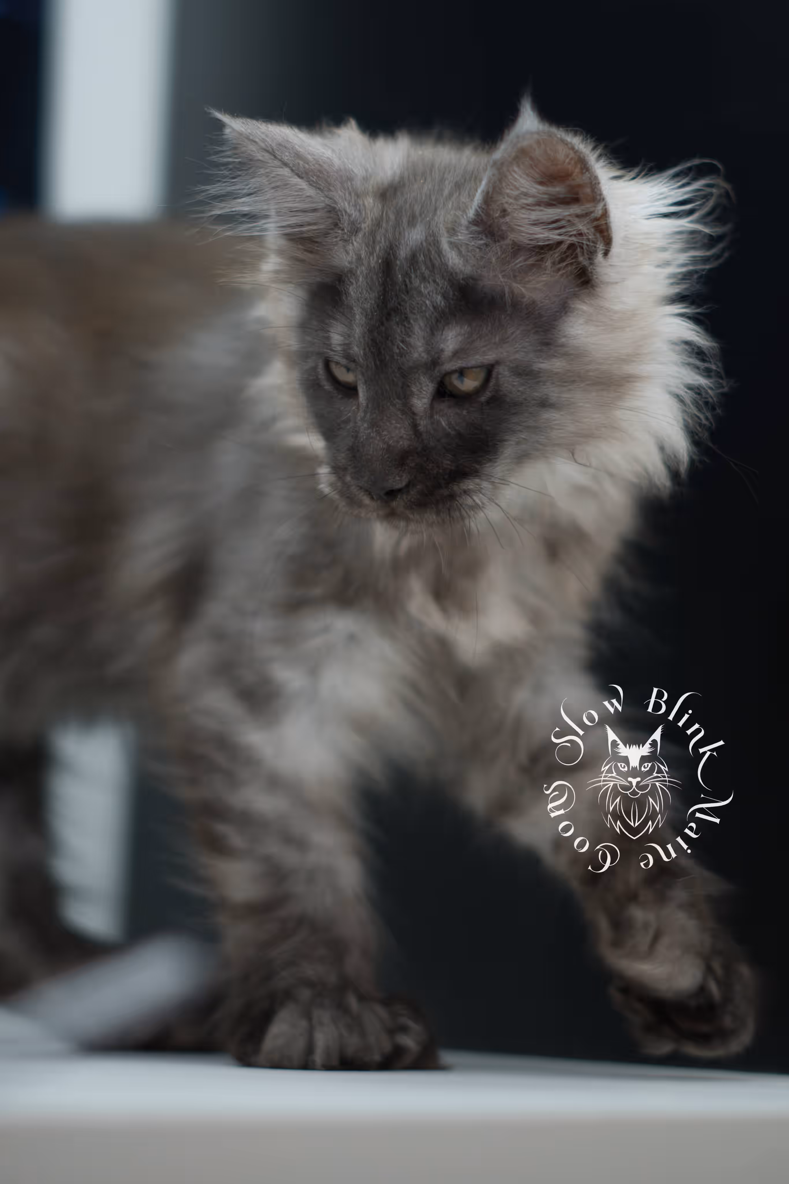 black smoke maine coon kitten | ems code mcp ns | taken jul 23 2025 | poly | age 7 weeks | male | named wolf Black Smoke Maine Coon Kittens > black smoke maine coon kitten | ems code mcp ns | taken jul 23 2025 | poly | age 7 weeks | male | named wolf | idx 27