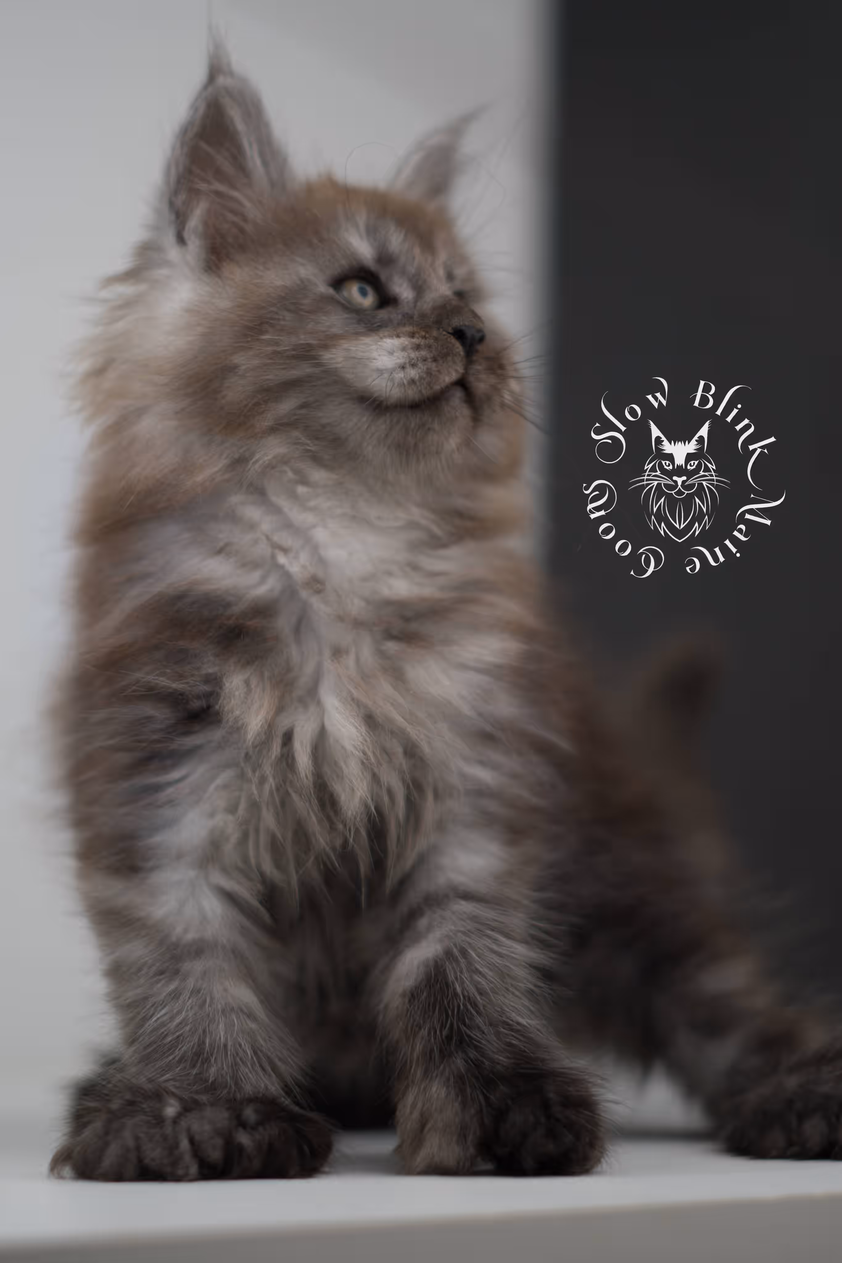 black smoke maine coon kitten | ems code mcp ns | taken jul 23 2025 | poly | age 7 weeks | male | named wolf Black Smoke Maine Coon Kittens > black smoke maine coon kitten | ems code mcp ns | taken jul 23 2025 | poly | age 7 weeks | male | named wolf | idx 28