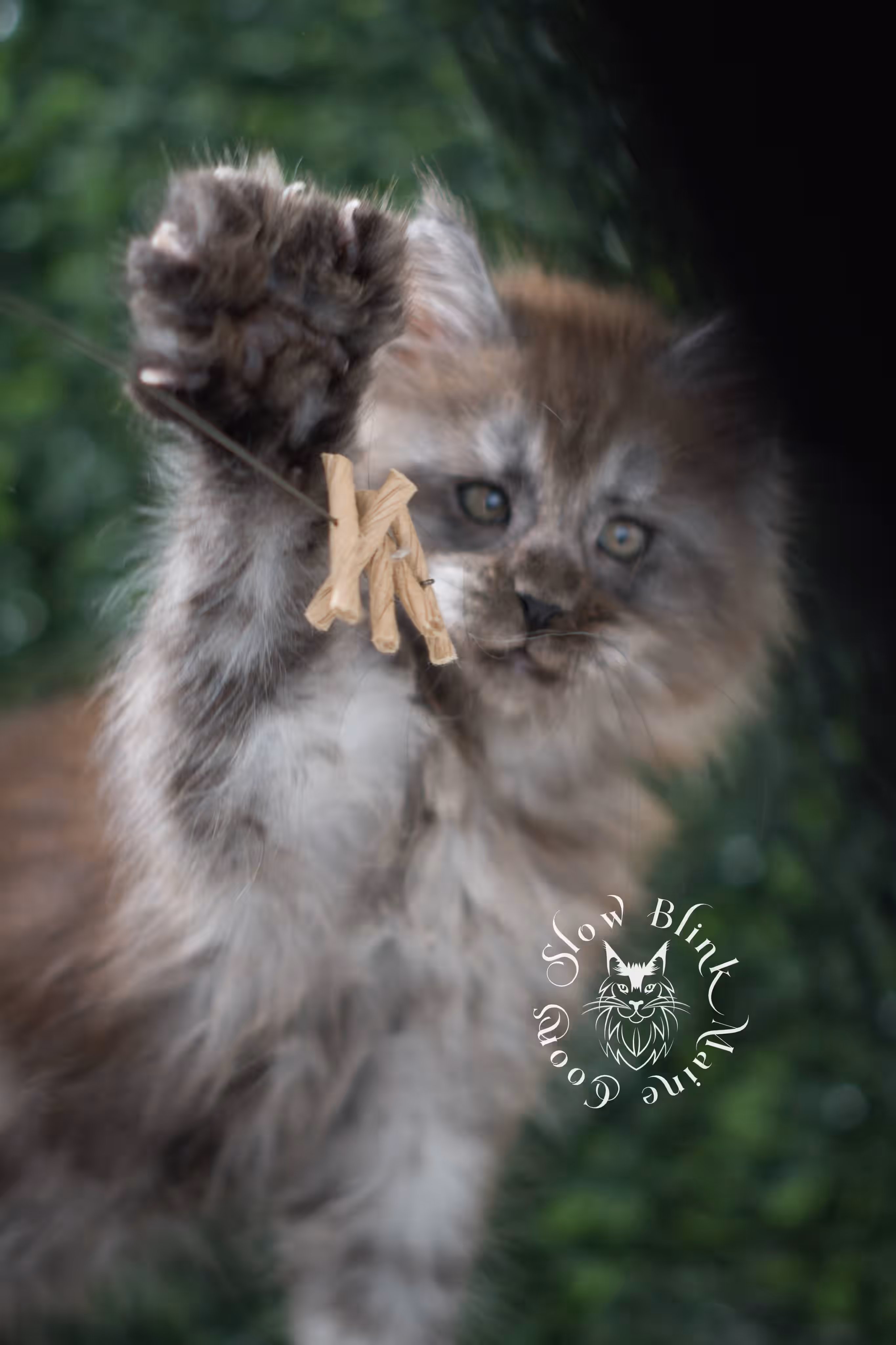 black smoke maine coon kitten | ems code mcp ns | taken jul 23 2025 | poly | age 7 weeks | male | named wolf Black Smoke Maine Coon Kittens > black smoke maine coon kitten | ems code mcp ns | taken jul 23 2025 | poly | age 7 weeks | male | named wolf | idx 29