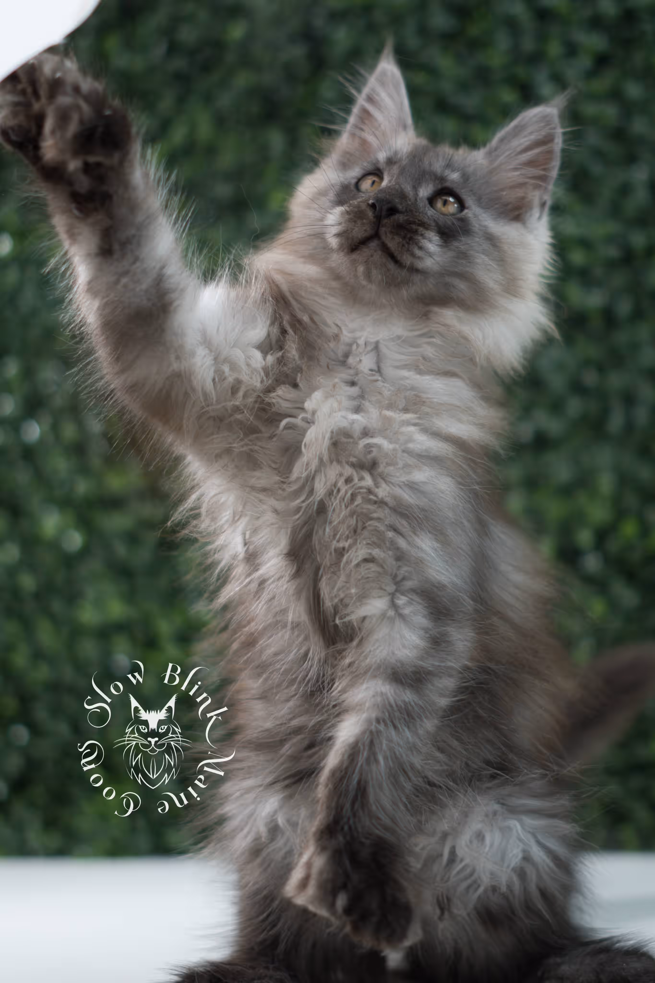 black smoke maine coon kitten | ems code mcp ns | taken jul 23 2025 | poly | age 7 weeks | male | named wolf Black Smoke Maine Coon Kittens > black smoke maine coon kitten | ems code mcp ns | taken jul 23 2025 | poly | age 7 weeks | male | named wolf | idx 32