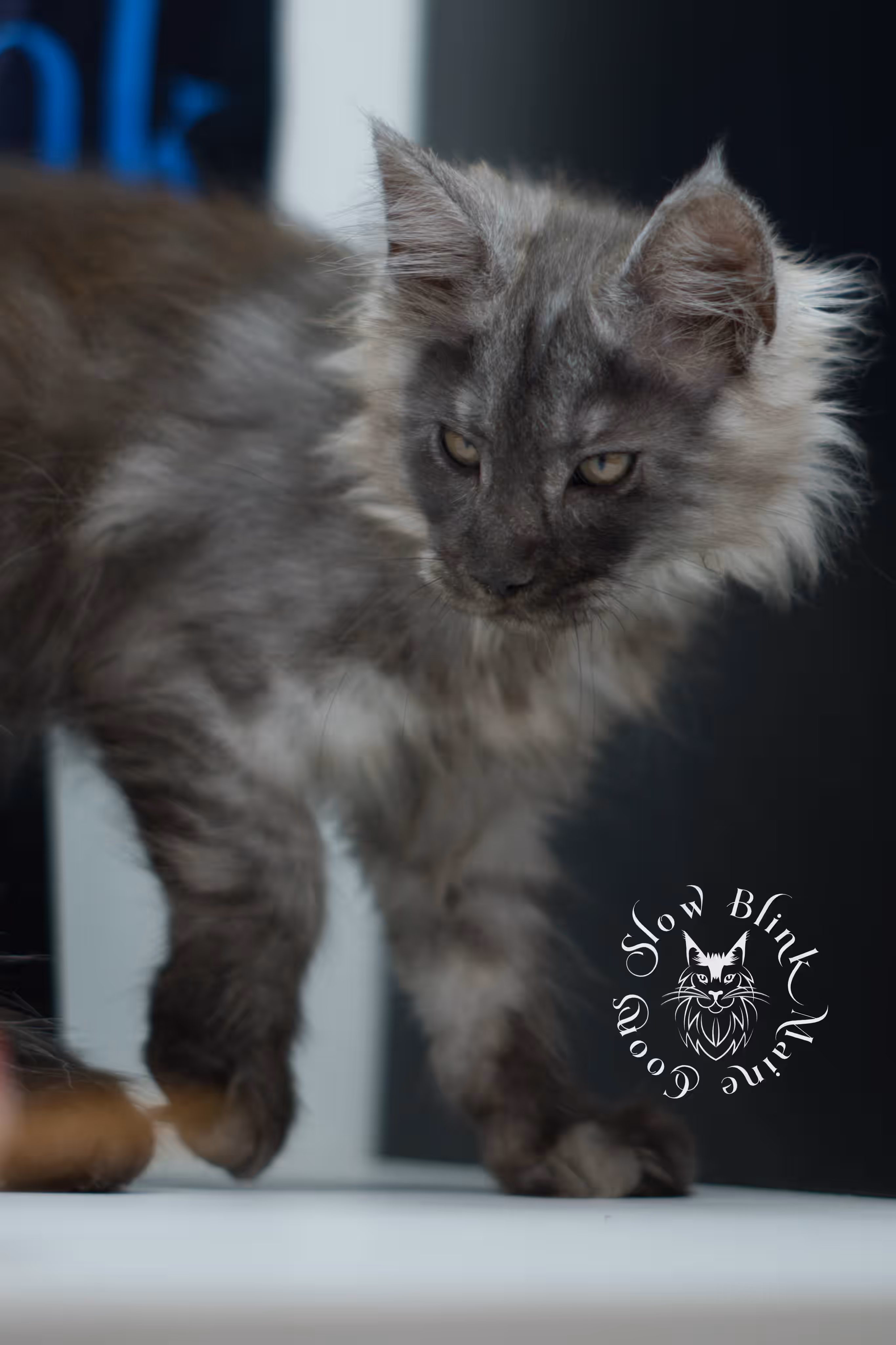 black smoke maine coon kitten | ems code mcp ns | taken jul 23 2025 | poly | age 7 weeks | male | named wolf Black Smoke Maine Coon Kittens > black smoke maine coon kitten | ems code mcp ns | taken jul 23 2025 | poly | age 7 weeks | male | named wolf | idx 34