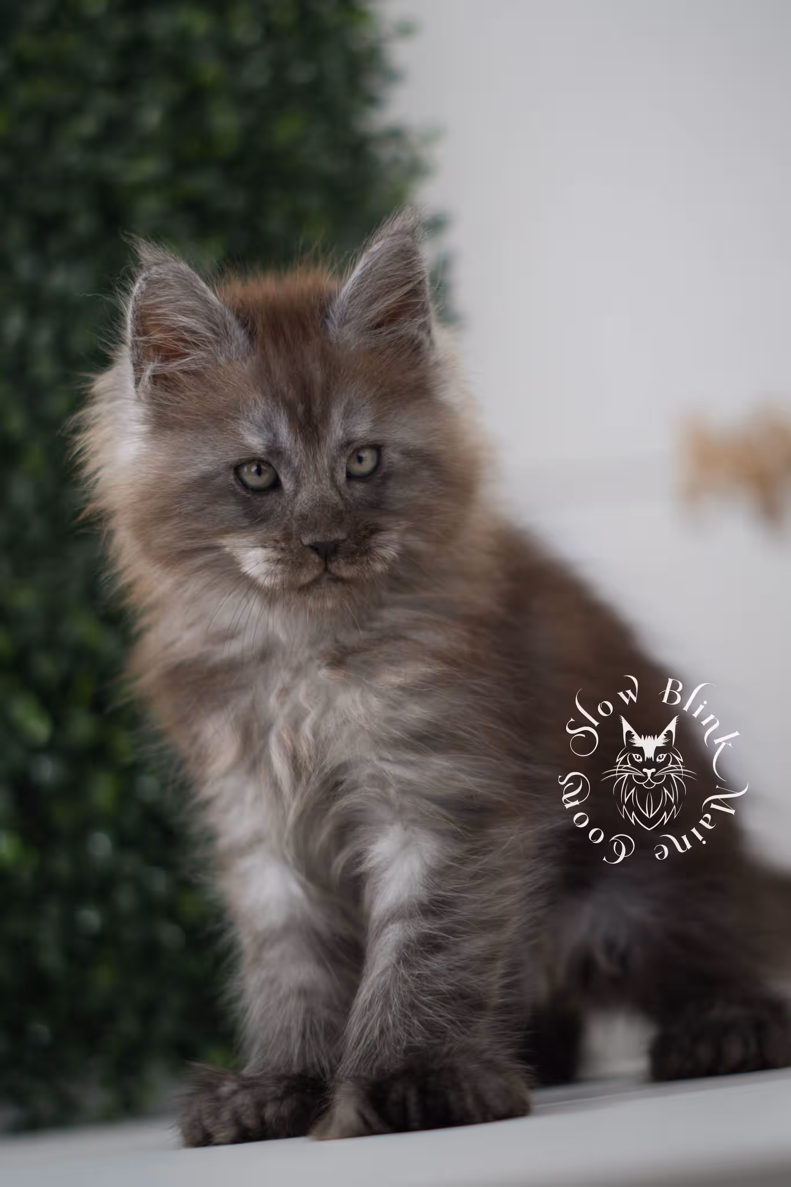 black smoke maine coon kitten | ems code mcp ns | taken jul 23 2025 | poly | age 7 weeks | male | named wolf Black Smoke Maine Coon Kittens > black smoke maine coon kitten | ems code mcp ns | taken jul 23 2025 | poly | age 7 weeks | male | named wolf | idx 35