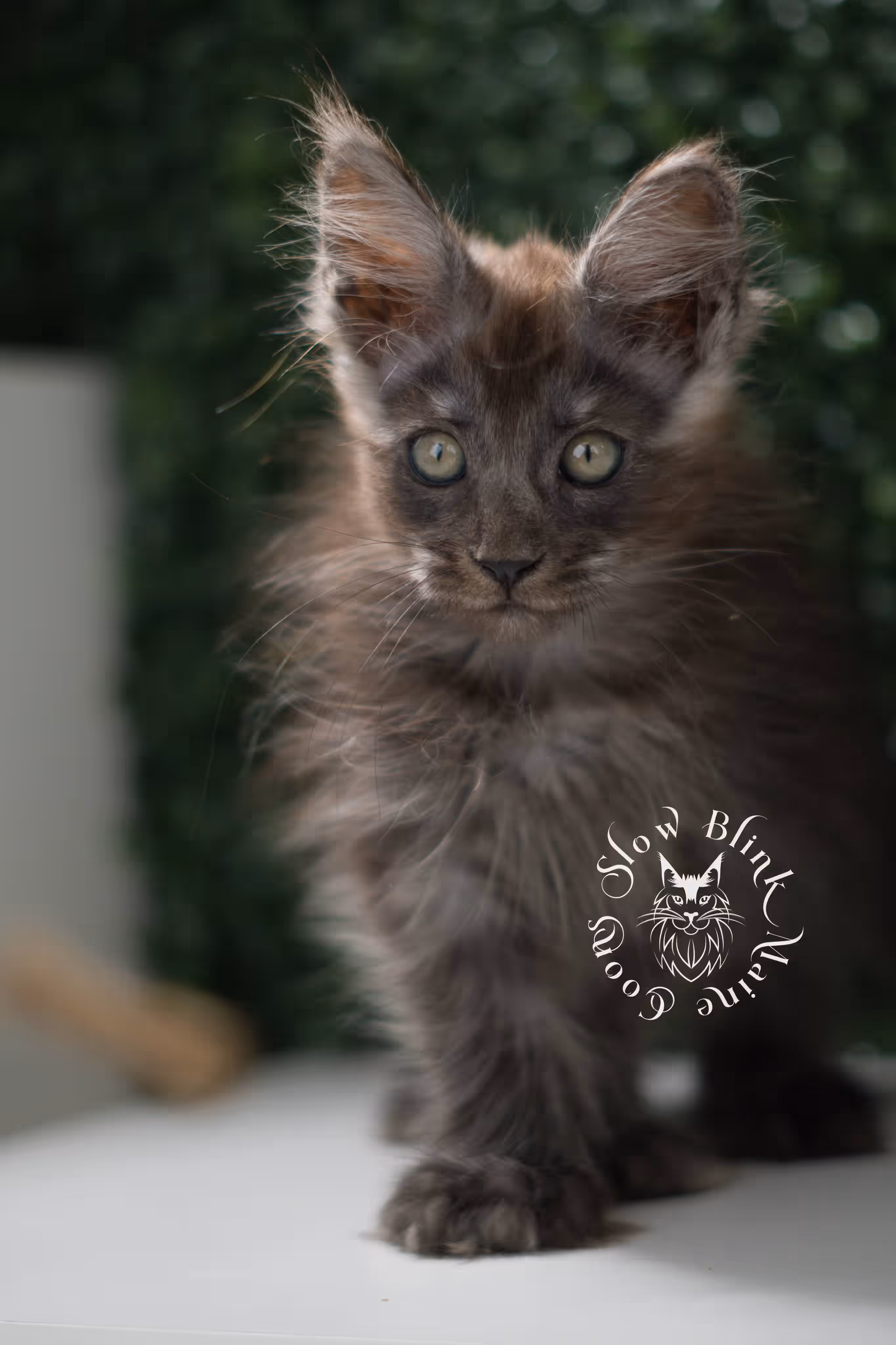 black smoke maine coon kitten | ems code mcp ns | taken jul 23 2025 | poly | age 8 weeks | female | named uno Black Smoke Maine Coon Kittens > black smoke maine coon kitten | ems code mcp ns | taken jul 23 2025 | poly | age 8 weeks | female | named uno | idx 01