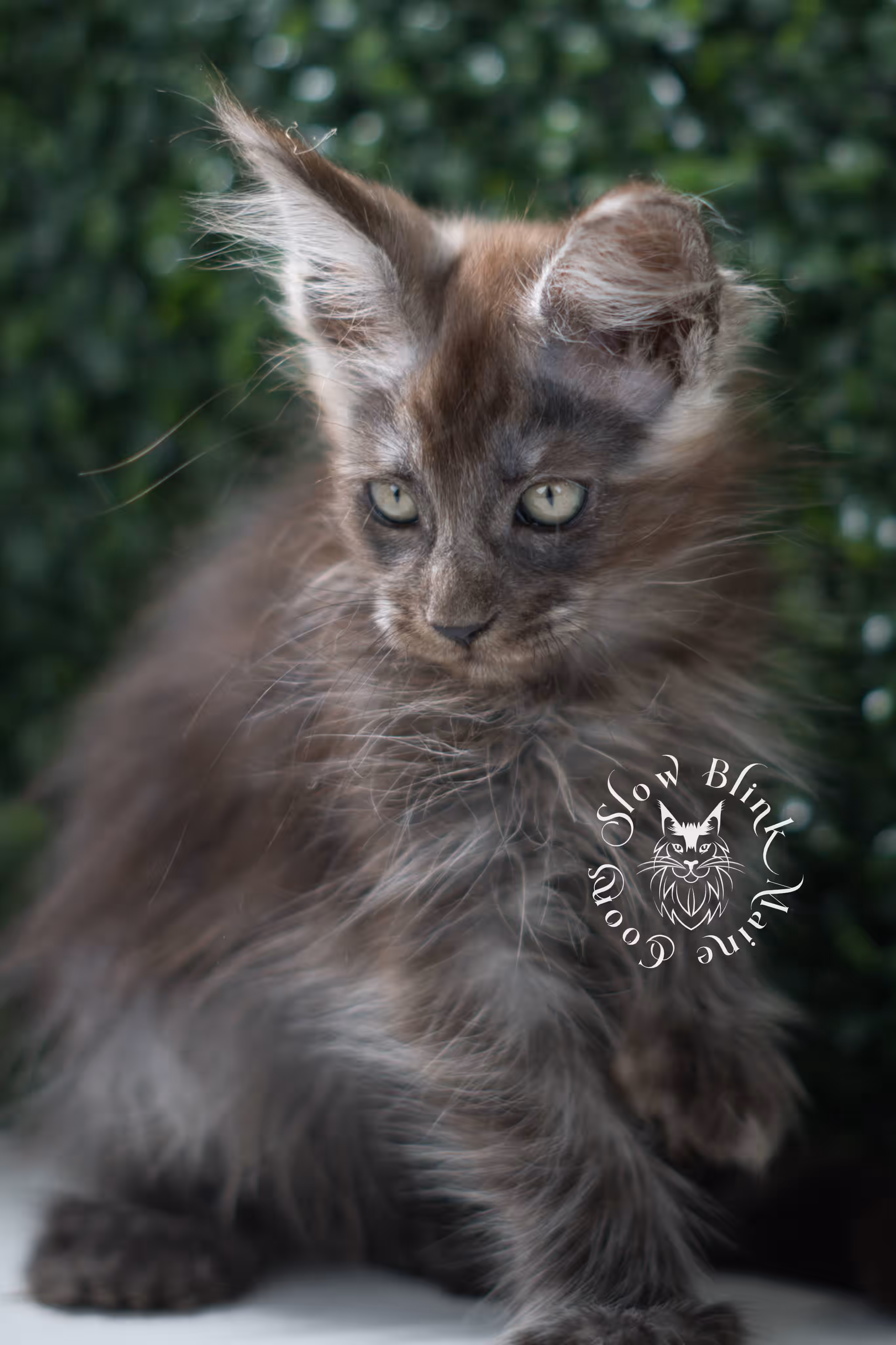 black smoke maine coon kitten | ems code mcp ns | taken jul 23 2025 | poly | age 8 weeks | female | named uno Black Smoke Maine Coon Kittens > black smoke maine coon kitten | ems code mcp ns | taken jul 23 2025 | poly | age 8 weeks | female | named uno | idx 02