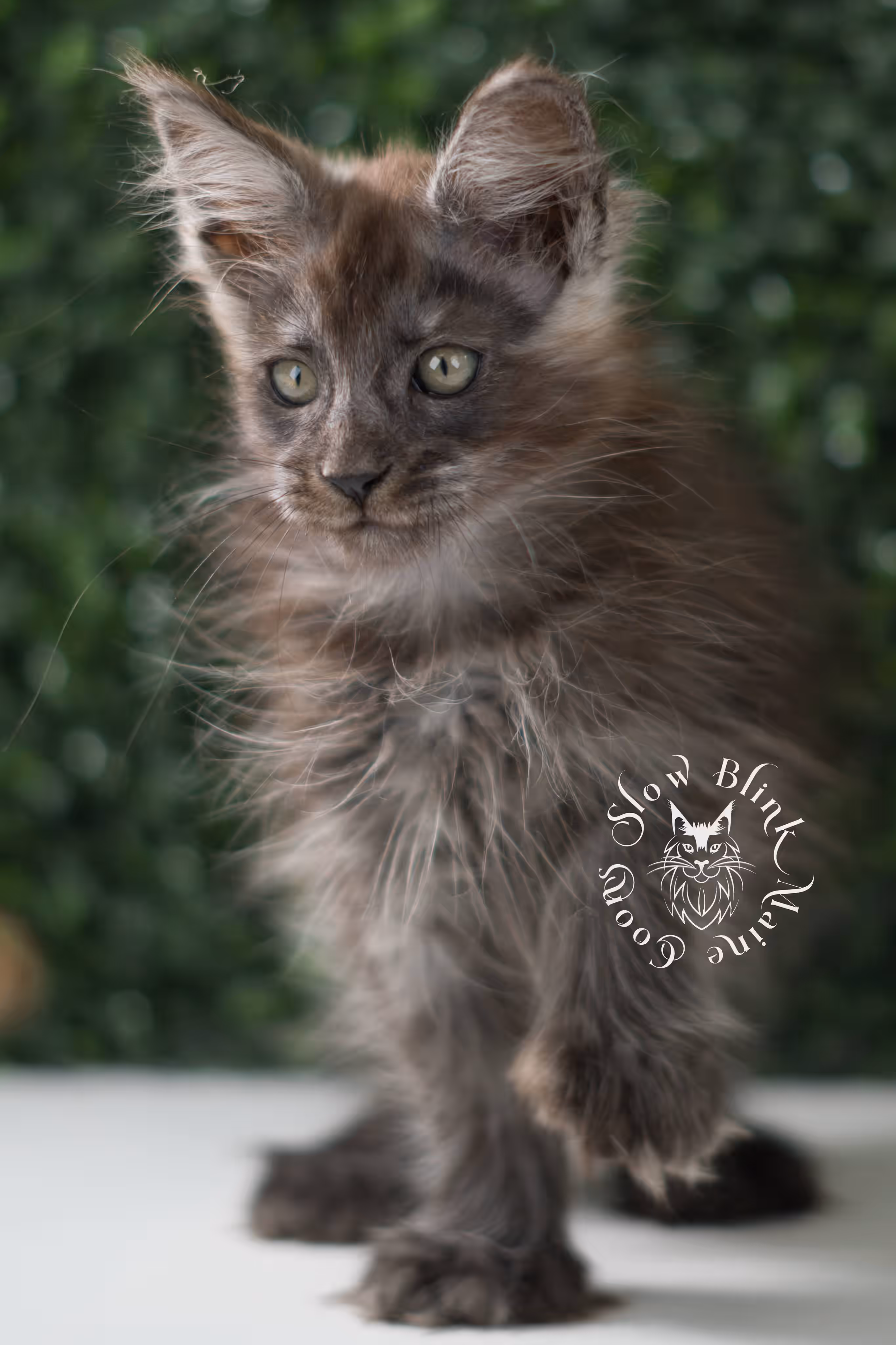 black smoke maine coon kitten | ems code mcp ns | taken jul 23 2025 | poly | age 8 weeks | female | named uno Black Smoke Maine Coon Kittens > black smoke maine coon kitten | ems code mcp ns | taken jul 23 2025 | poly | age 8 weeks | female | named uno | idx 03