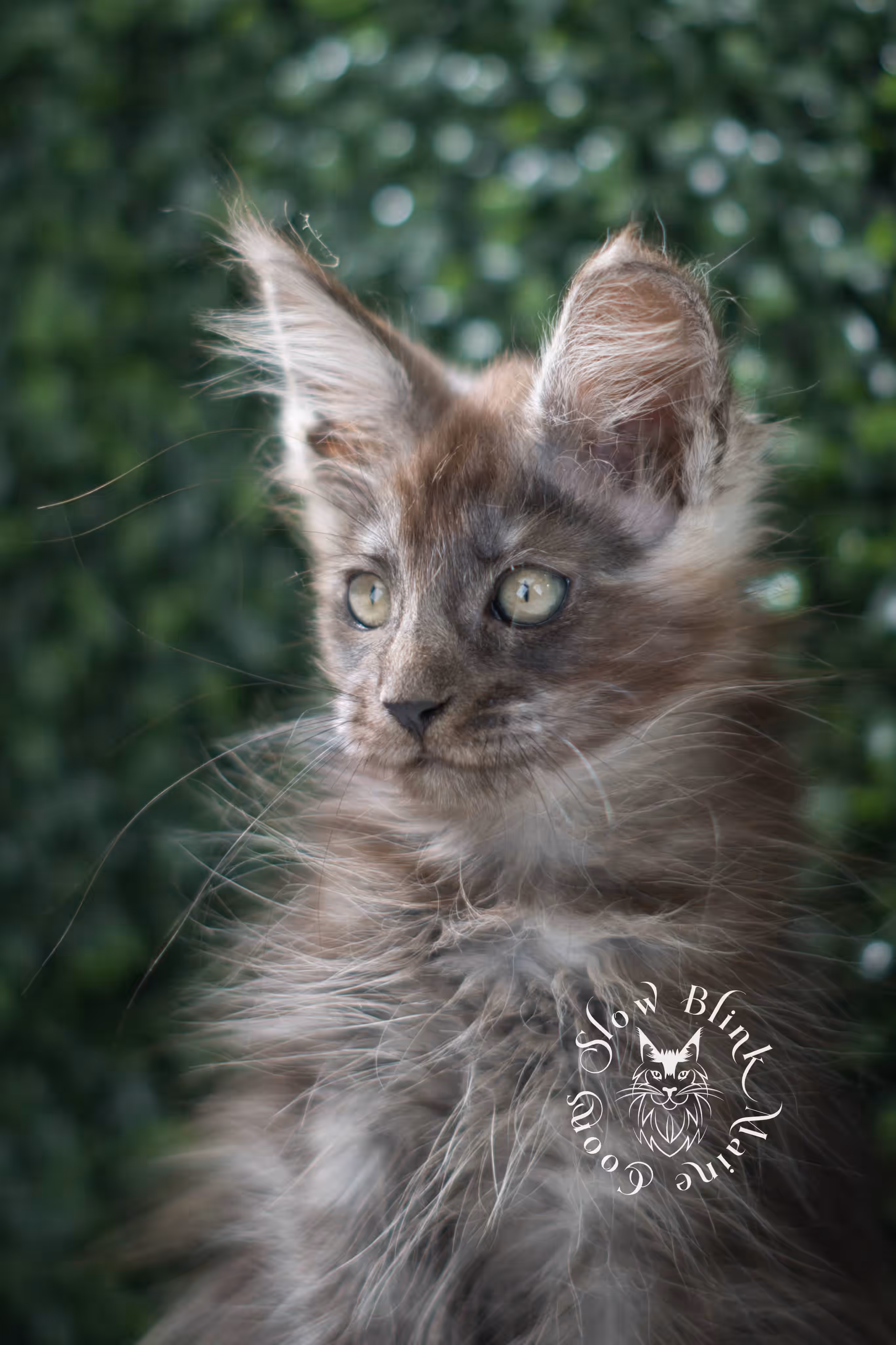 black smoke maine coon kitten | ems code mcp ns | taken jul 23 2025 | poly | age 8 weeks | female | named uno Black Smoke Maine Coon Kittens > black smoke maine coon kitten | ems code mcp ns | taken jul 23 2025 | poly | age 8 weeks | female | named uno | idx 04