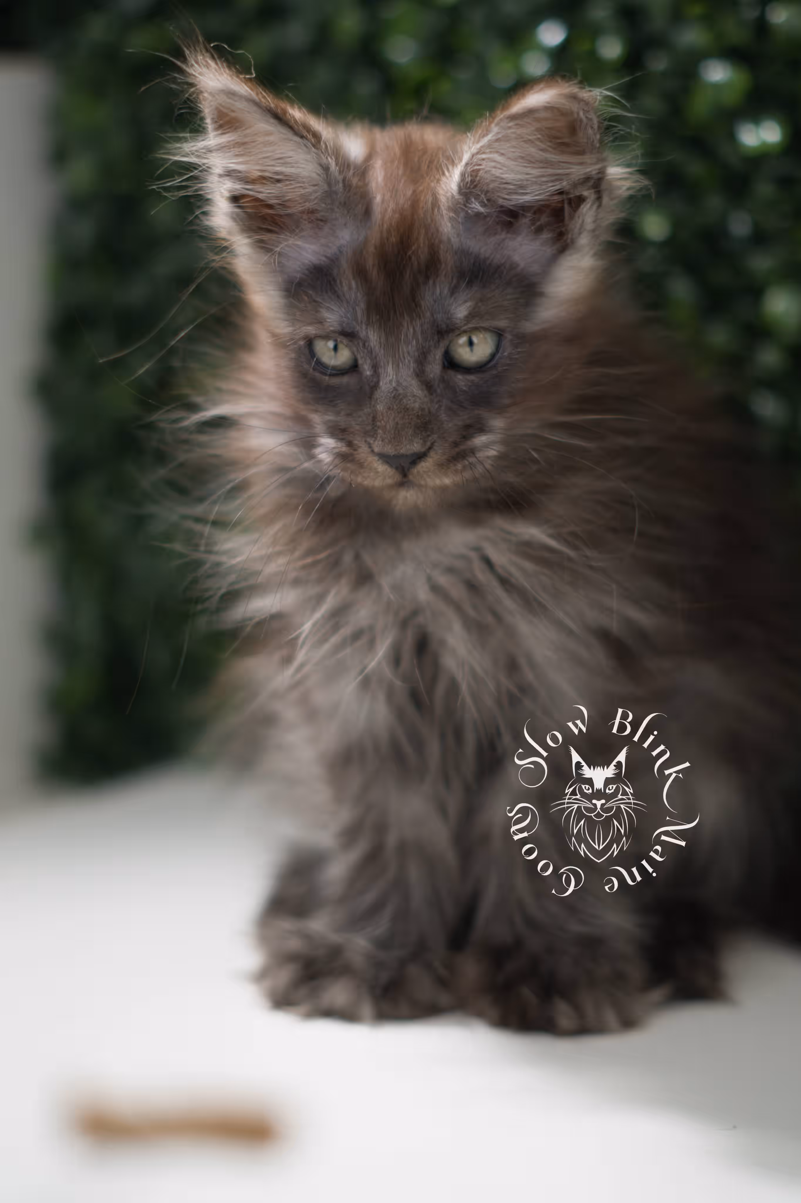 black smoke maine coon kitten | ems code mcp ns | taken jul 23 2025 | poly | age 8 weeks | female | named uno Black Smoke Maine Coon Kittens > black smoke maine coon kitten | ems code mcp ns | taken jul 23 2025 | poly | age 8 weeks | female | named uno | idx 05