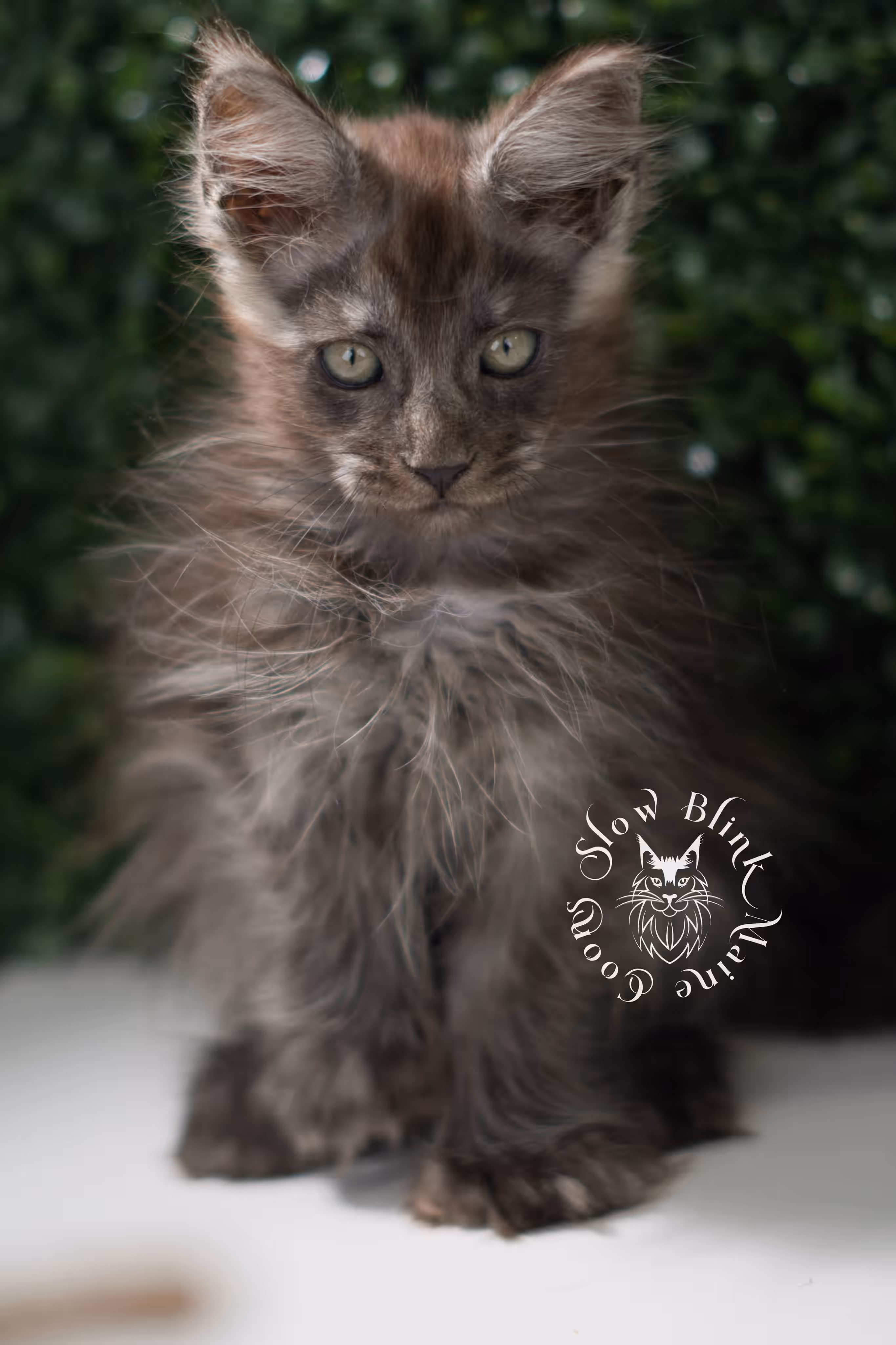 black smoke maine coon kitten | ems code mcp ns | taken jul 23 2025 | poly | age 8 weeks | female | named uno Black Smoke Maine Coon Kittens > black smoke maine coon kitten | ems code mcp ns | taken jul 23 2025 | poly | age 8 weeks | female | named uno | idx 06