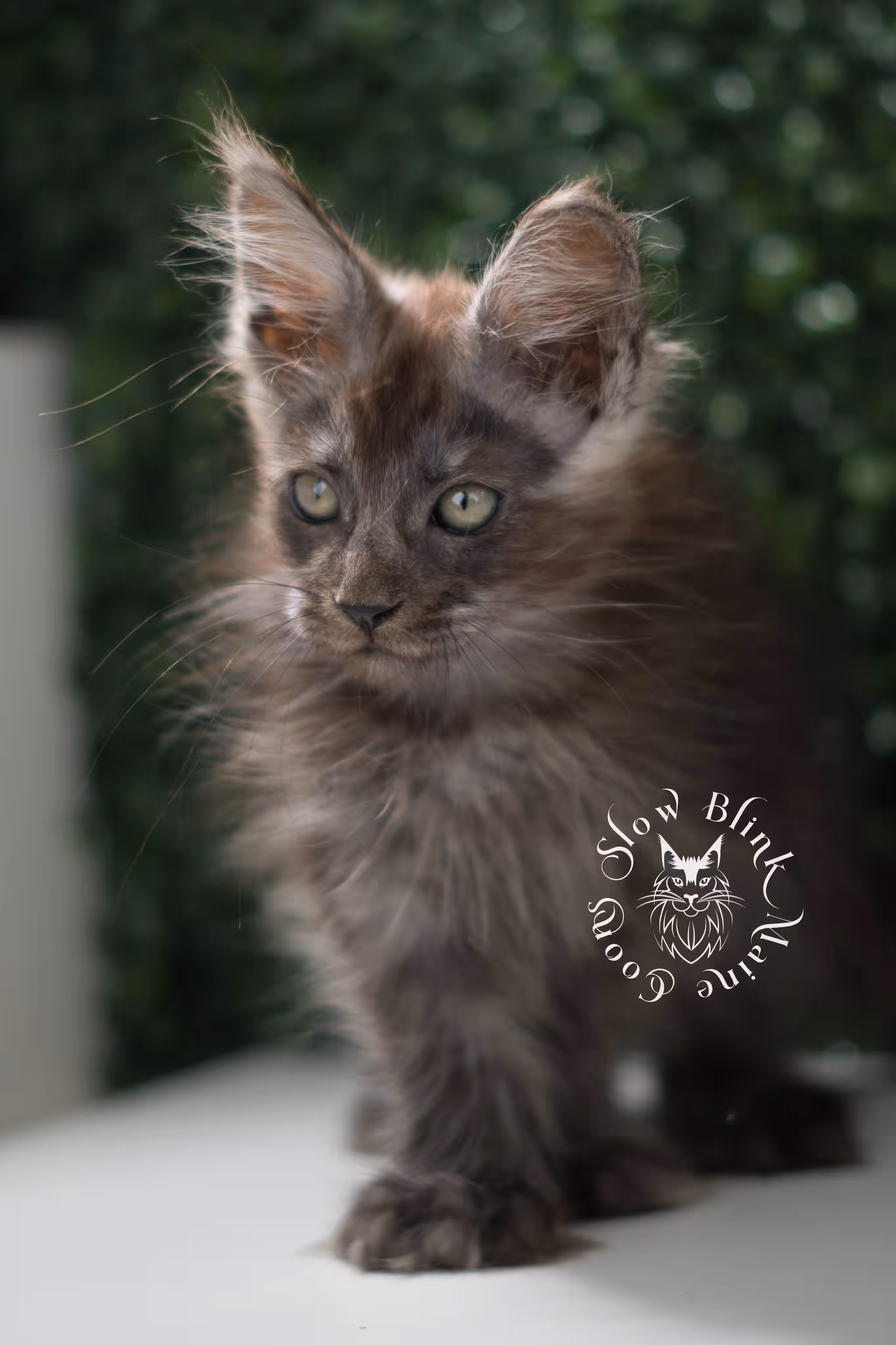 black smoke maine coon kitten | ems code mcp ns | taken jul 23 2025 | poly | age 8 weeks | female | named uno Black Smoke Maine Coon Kittens > black smoke maine coon kitten | ems code mcp ns | taken jul 23 2025 | poly | age 8 weeks | female | named uno | idx 07