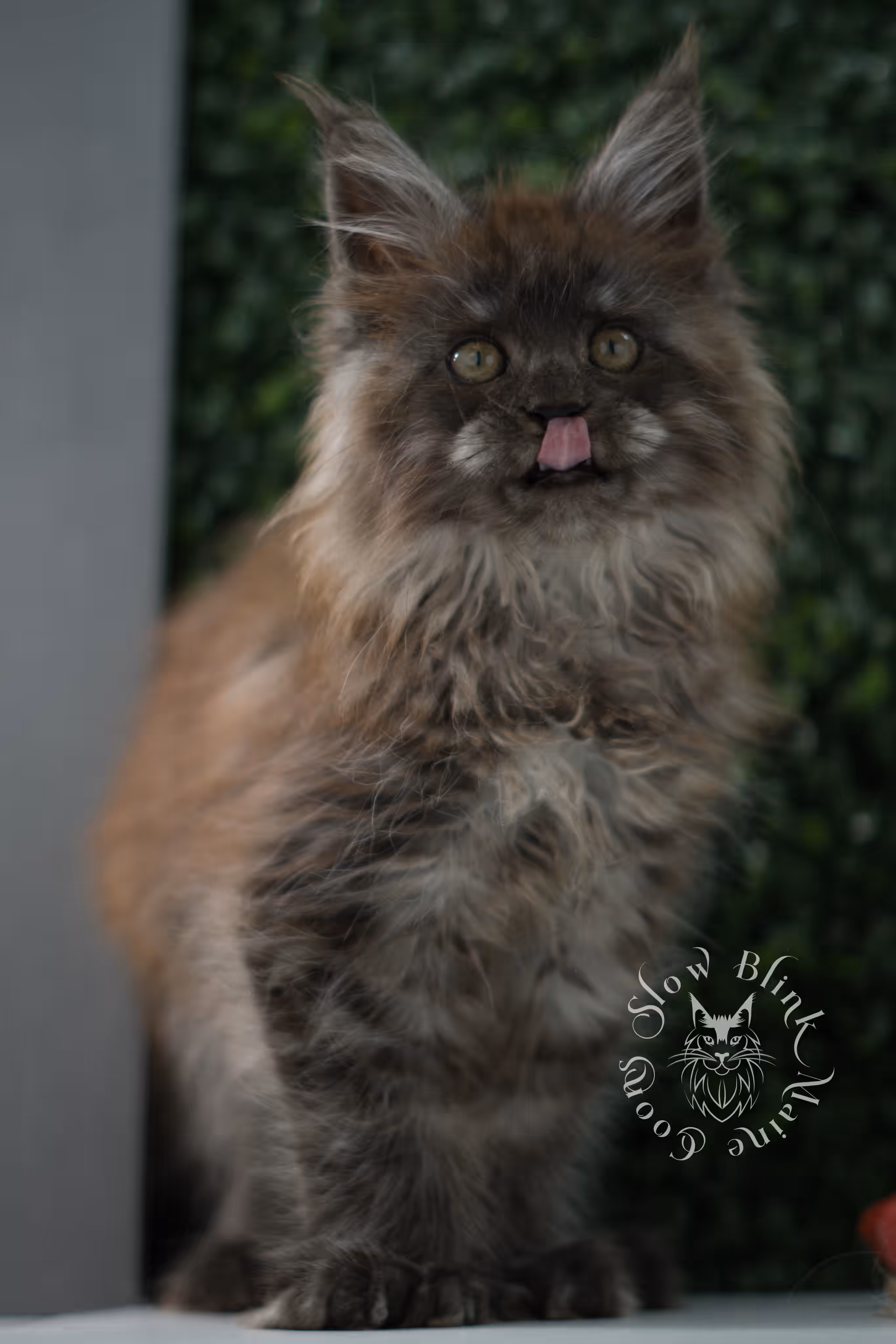 black smoke maine coon kitten female ems code mcp ns age 12 weeks old taken may 11 2026 poly SlowBlink Maine Coons Photo > black smoke maine coon kitten female ems code mcp ns age 12 weeks old taken may 11 2026 poly