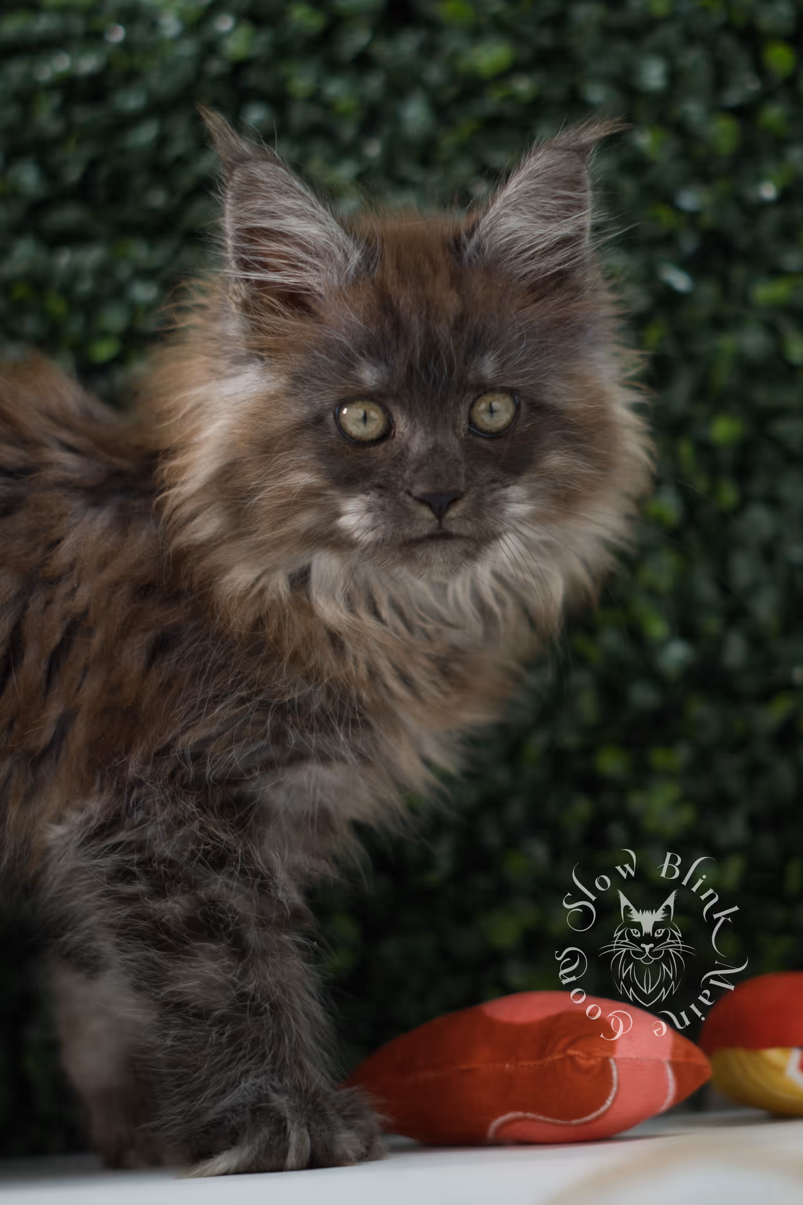 black smoke maine coon kitten female ems code mcp ns age 12 weeks old taken may 11 2026 poly SlowBlink Maine Coons Photo > black smoke maine coon kitten female ems code mcp ns age 12 weeks old taken may 11 2026 poly