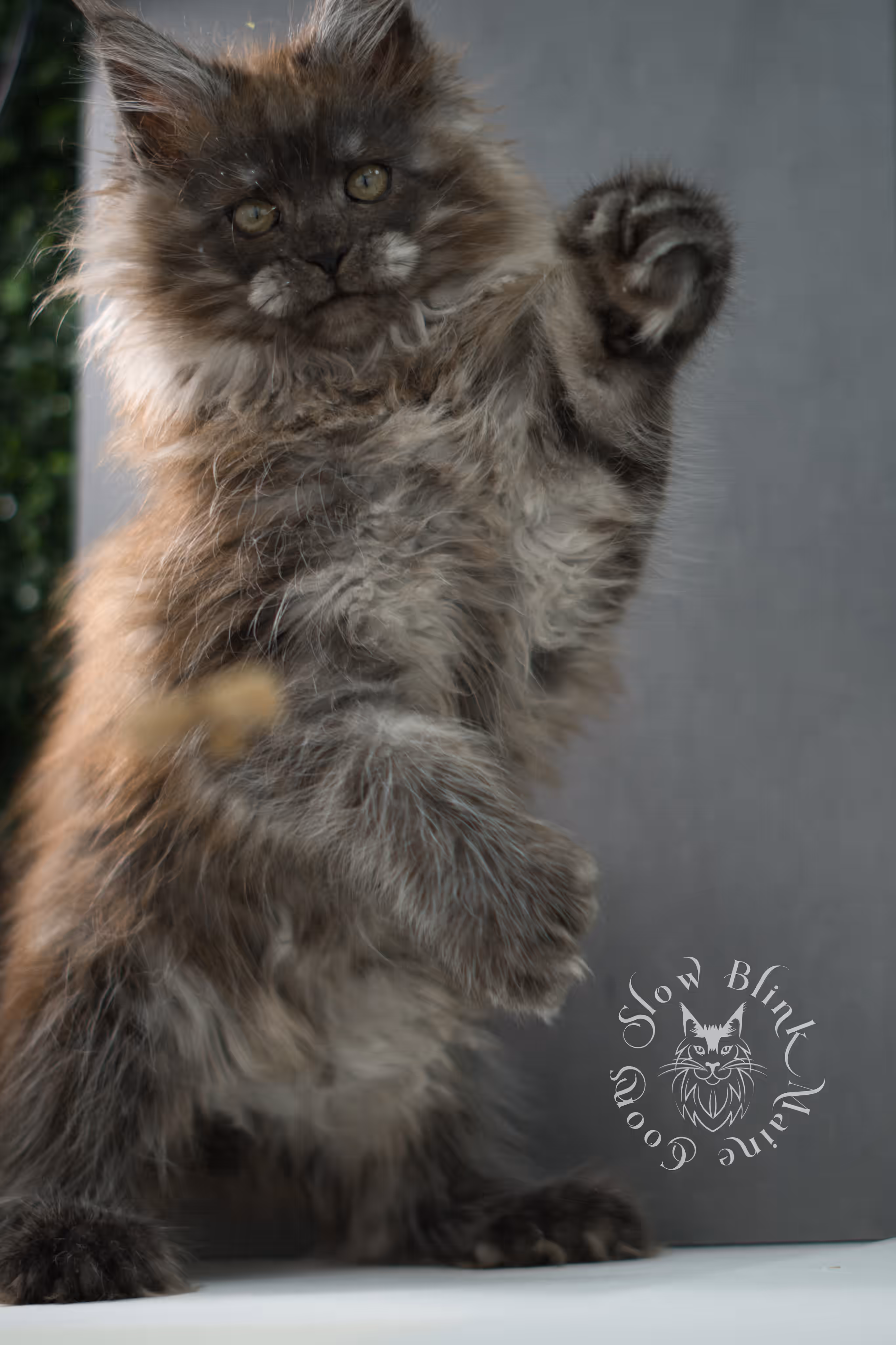 black smoke maine coon kitten female ems code mcp ns age 12 weeks old taken may 11 2026 poly SlowBlink Maine Coons Photo > black smoke maine coon kitten female ems code mcp ns age 12 weeks old taken may 11 2026 poly