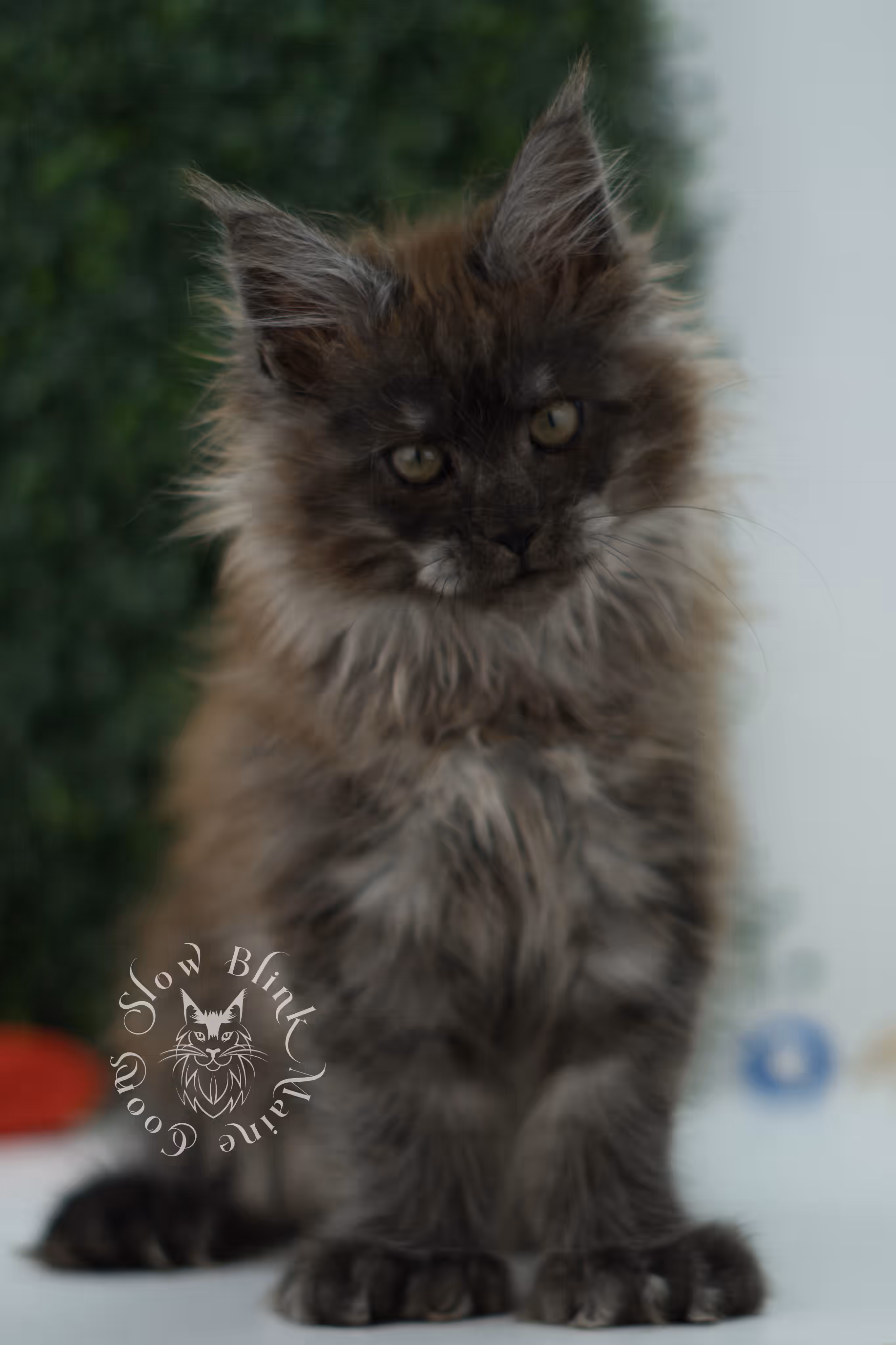 black smoke maine coon kitten female ems code mcp ns age 12 weeks old taken may 11 2026 poly SlowBlink Maine Coons Photo > black smoke maine coon kitten female ems code mcp ns age 12 weeks old taken may 11 2026 poly